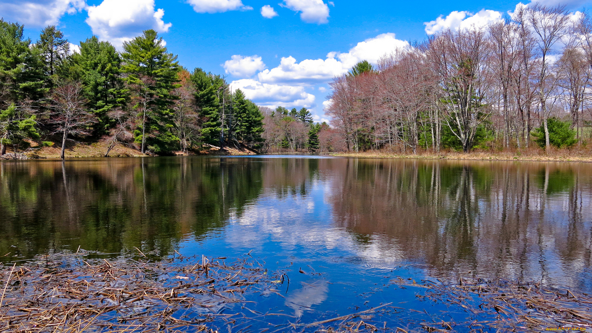 природа, реки, озера, река, лес