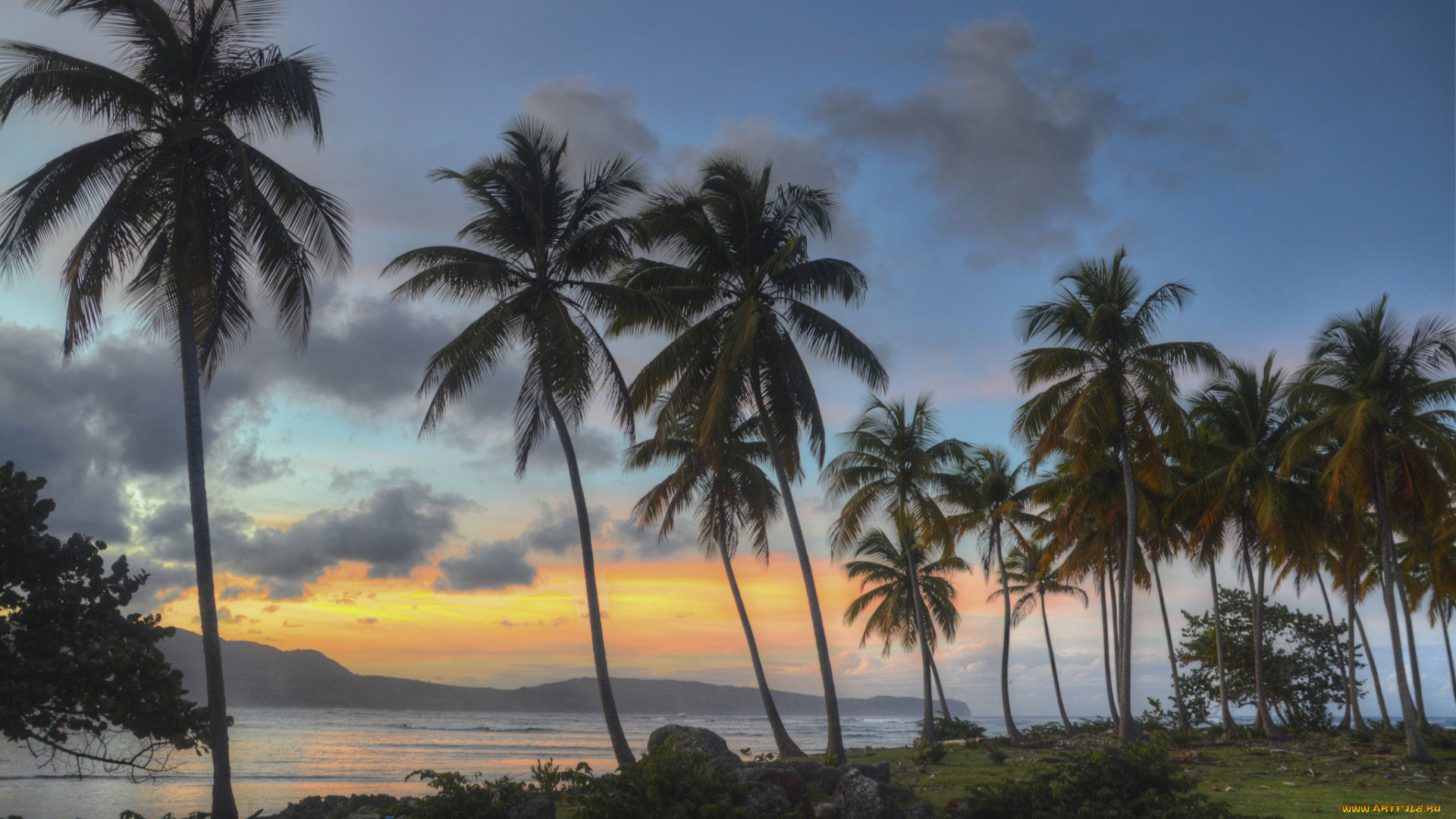 природа, тропики, пальмы, вечер