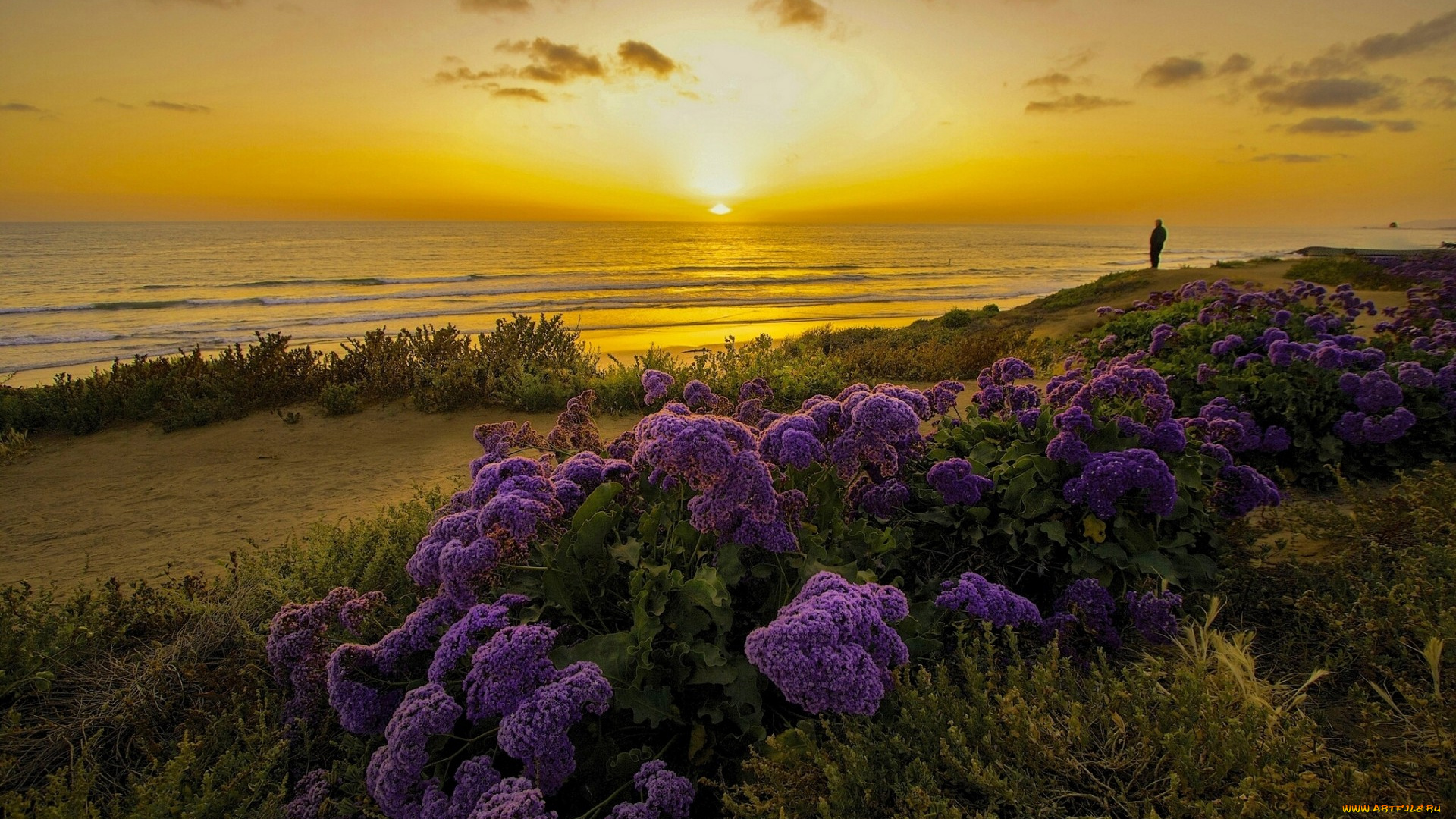 природа, восходы, закаты, побережье, закат, океан, калифорния, тихий, california, pacific, ocean, цветы