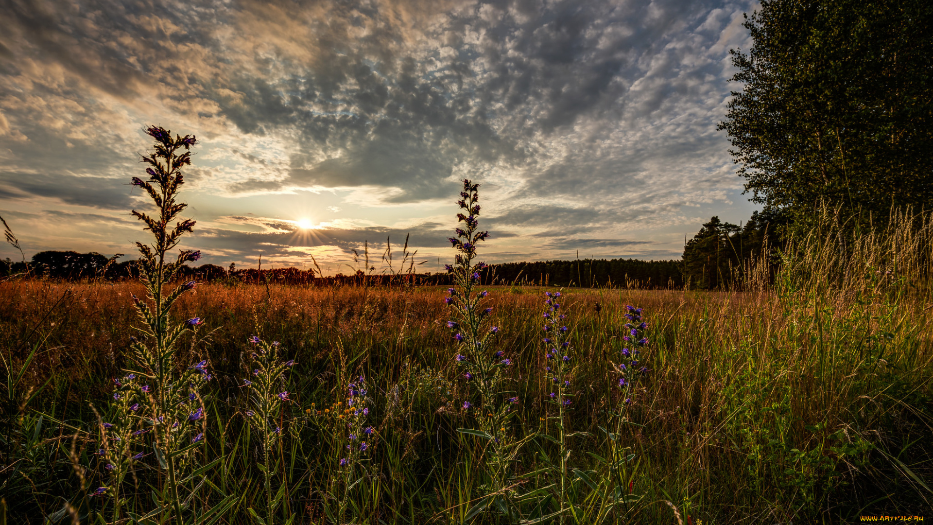 природа, восходы, закаты, поле, цветы, рассвет