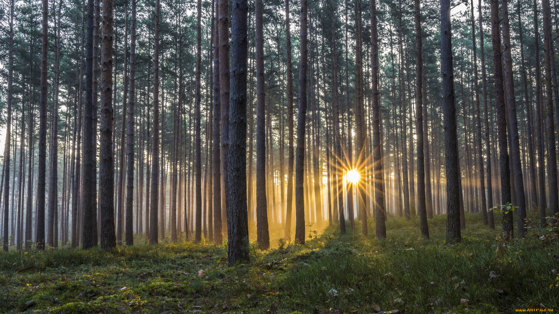 природа, восходы, закаты, стволы, сияние