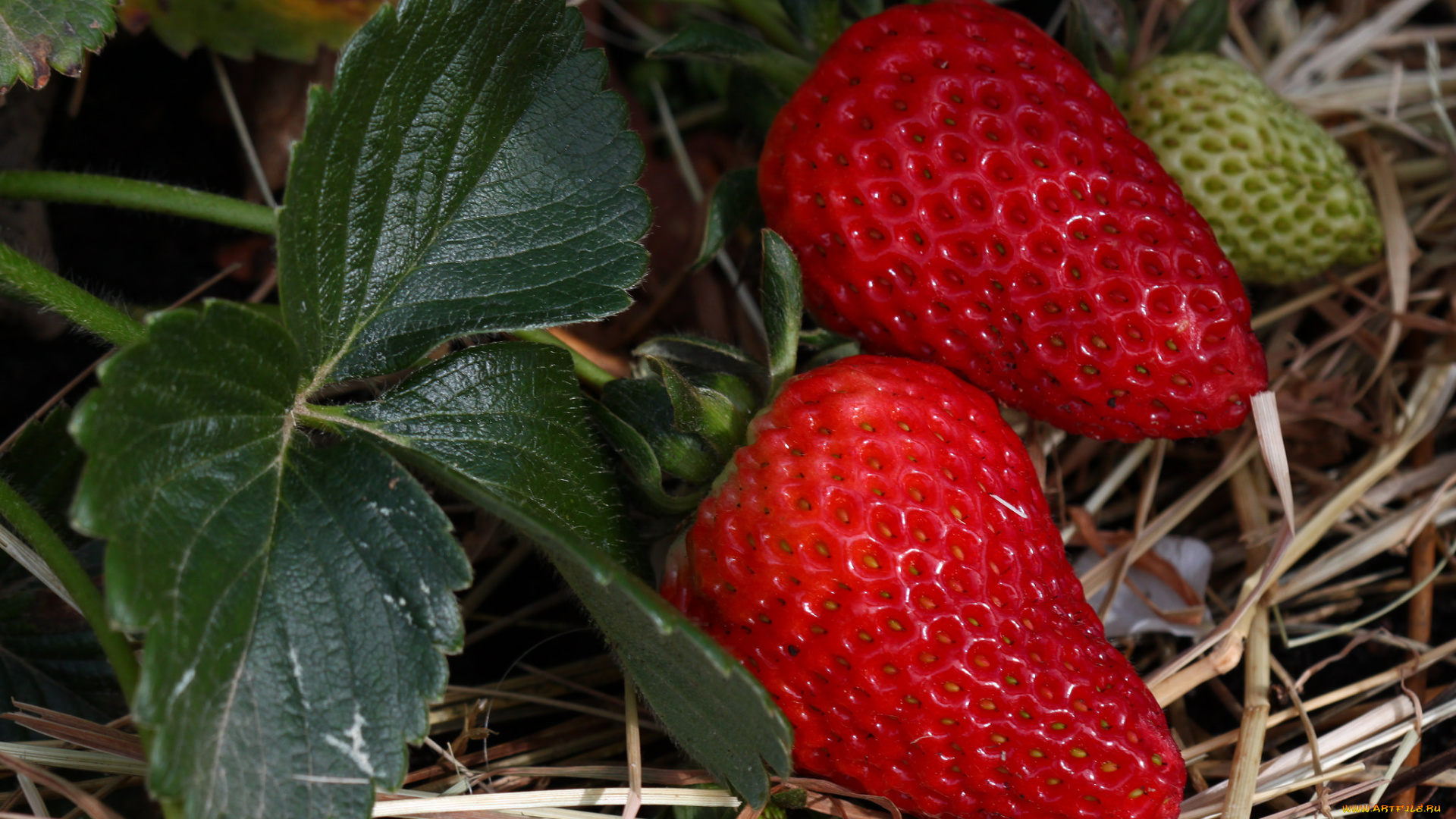 природа, Ягоды, земляничка