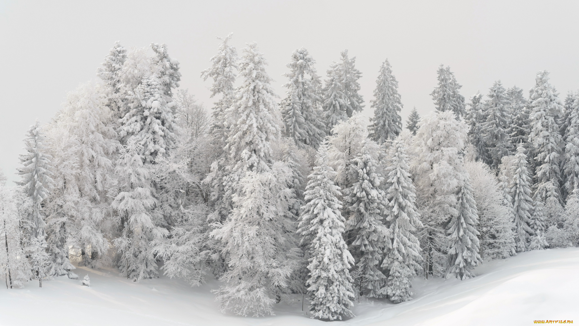 природа, зима, снег, деревья