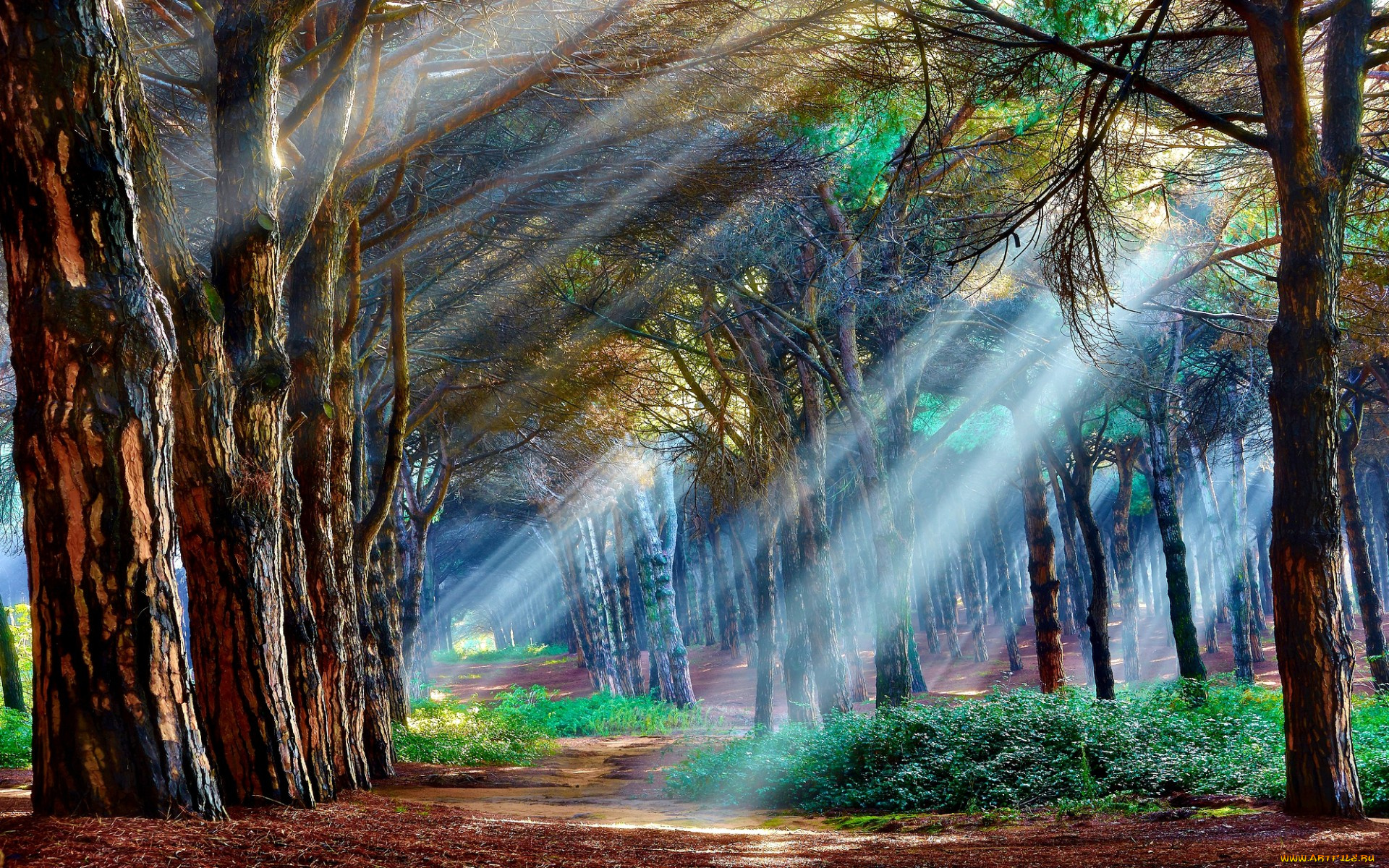 природа, лес, деревья, утро, лучи