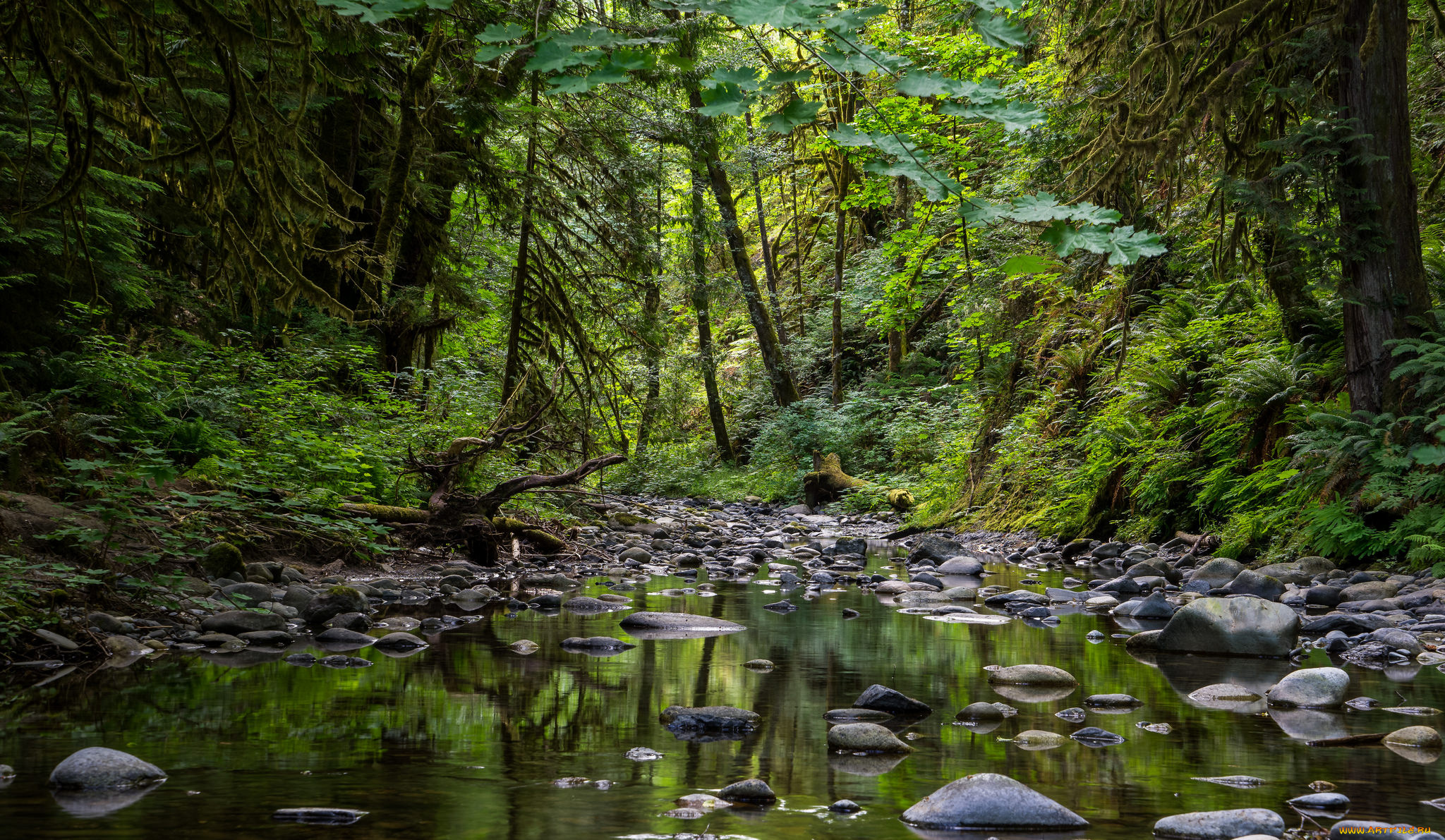 природа, реки, озера, лес, река