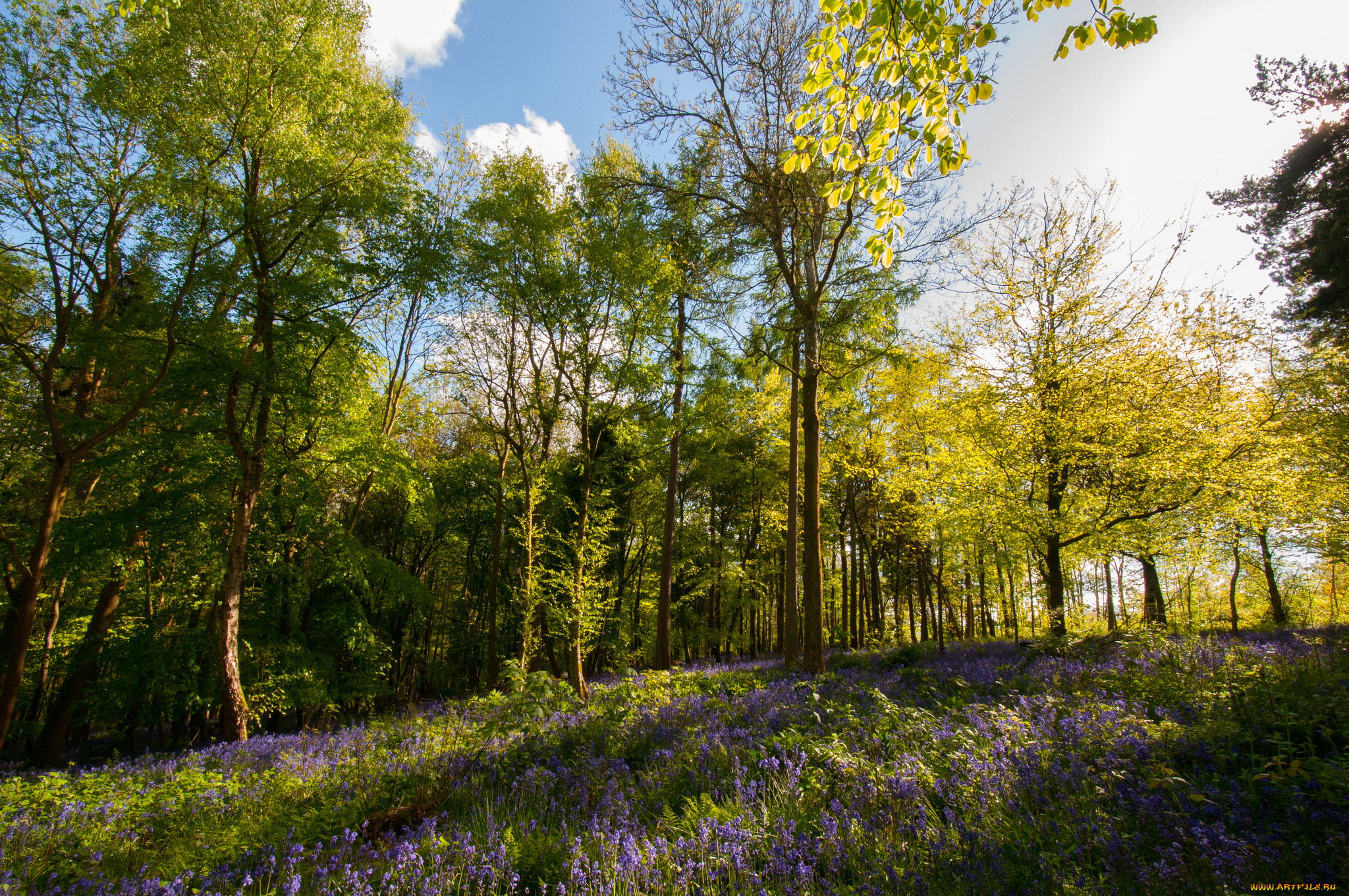 природа, лес, цветы, деревья, трава