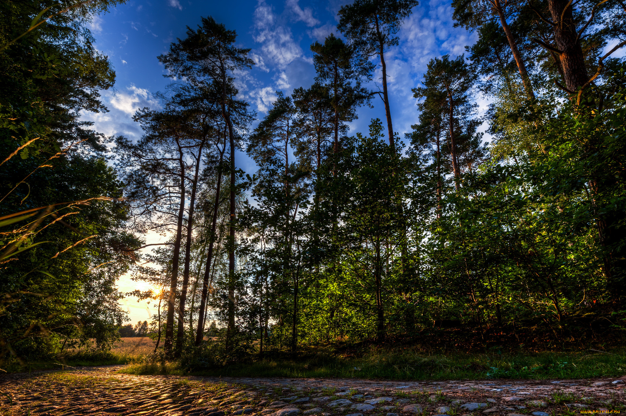 природа, дороги, лес, тропинка