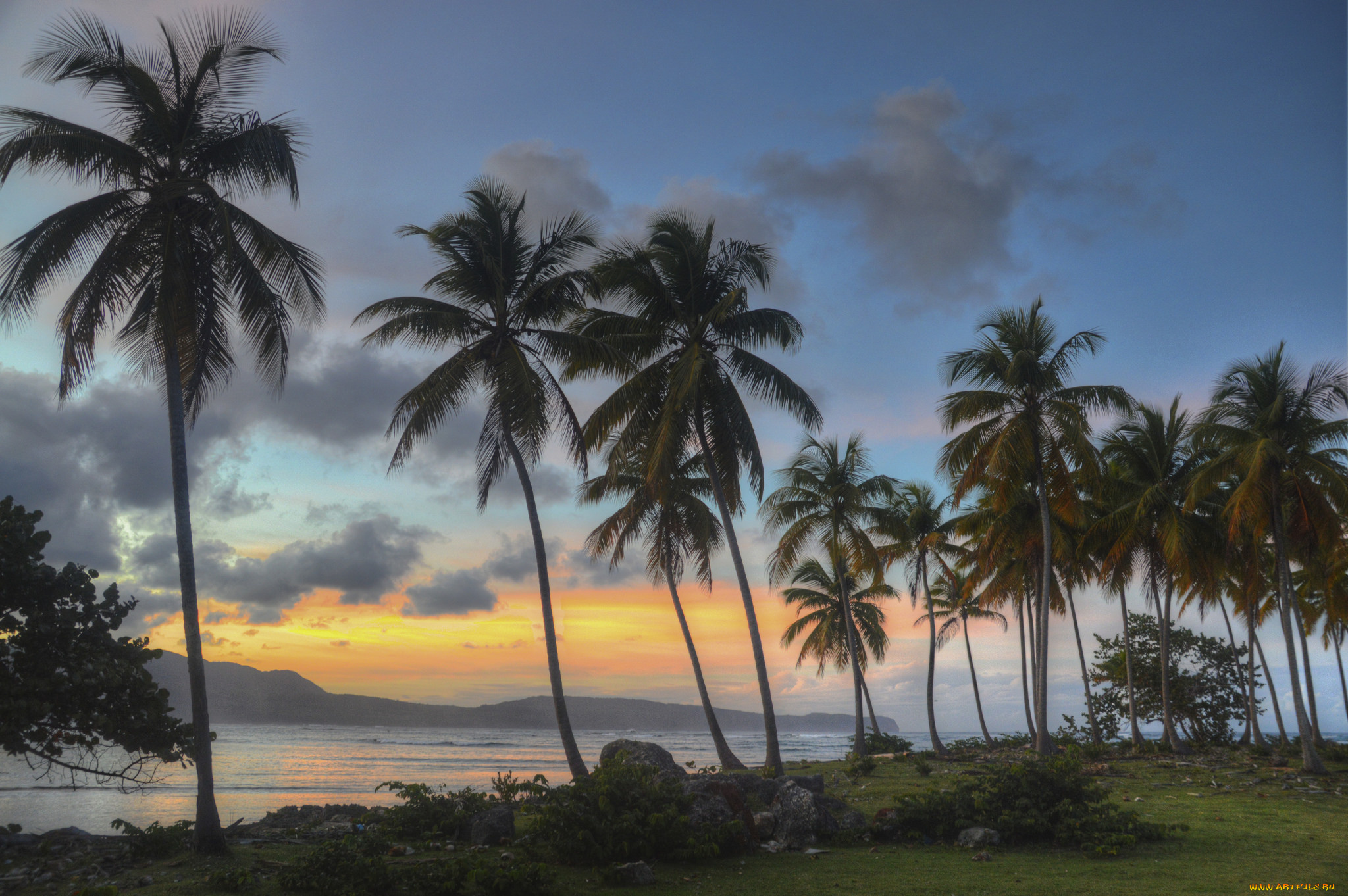 природа, тропики, пальмы, вечер