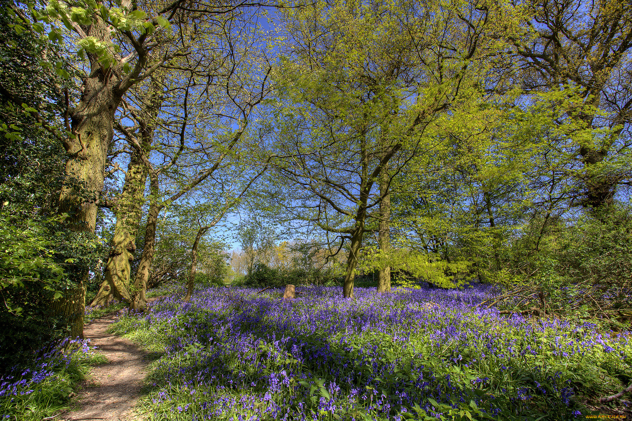 природа, дороги, цветы, тропинка, трава, деревья