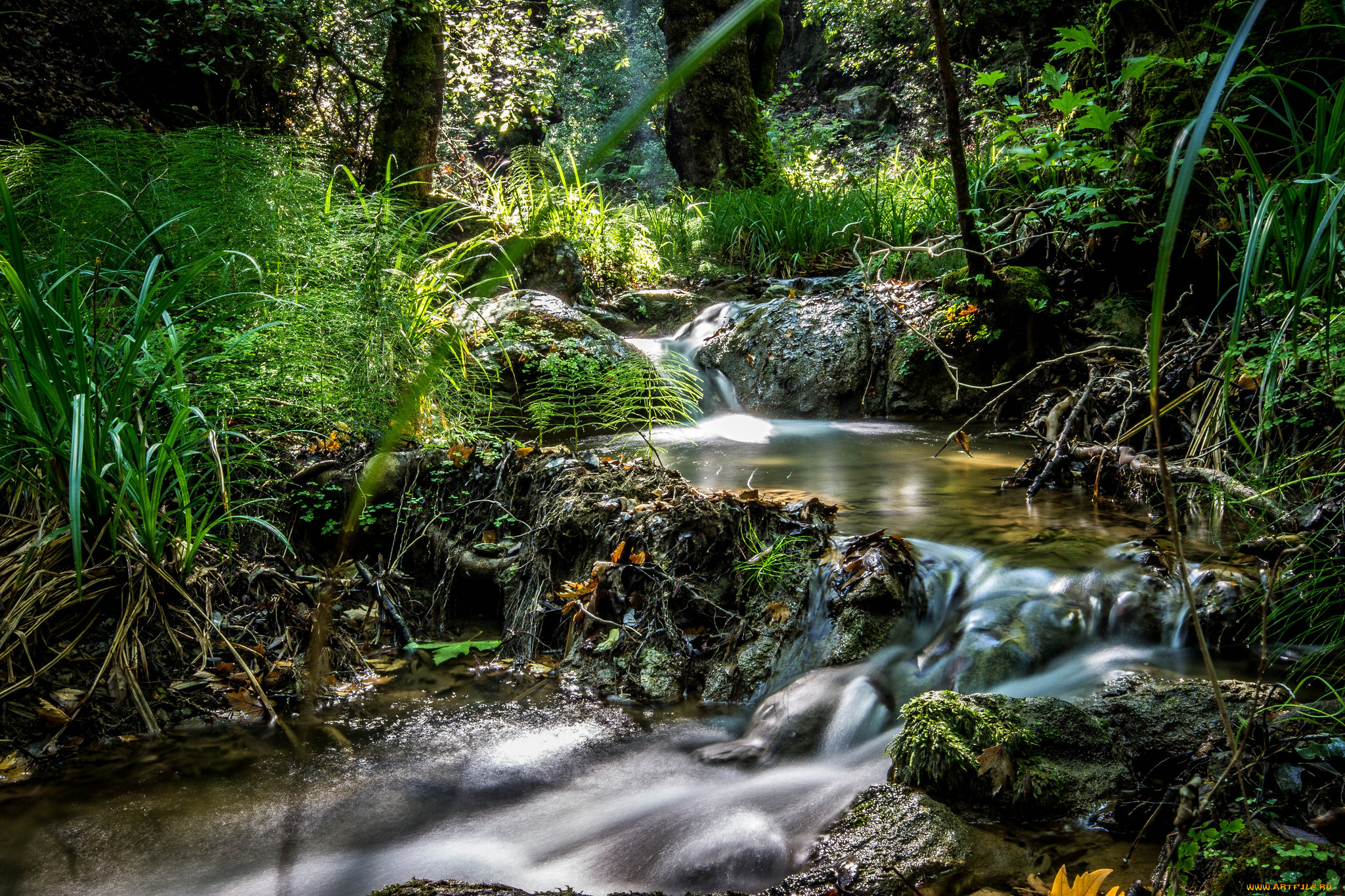 природа, реки, озера, лес, река