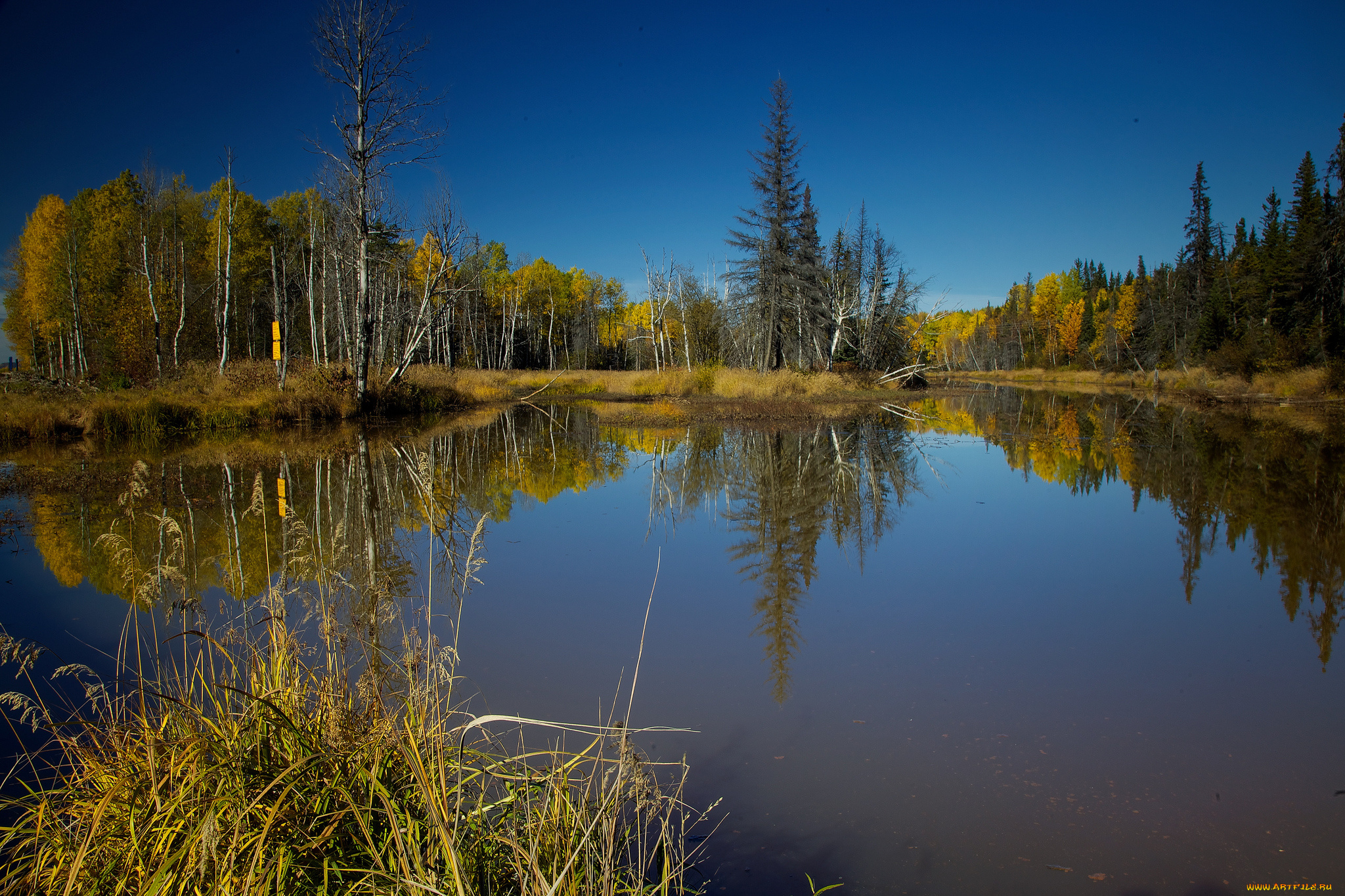 природа, реки, озера, лес, река
