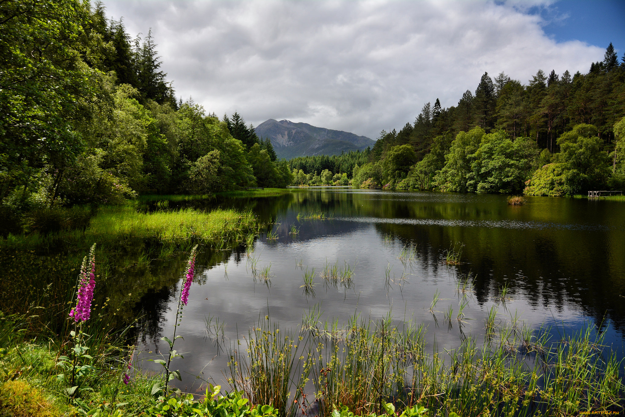 природа, реки, озера, лес, река