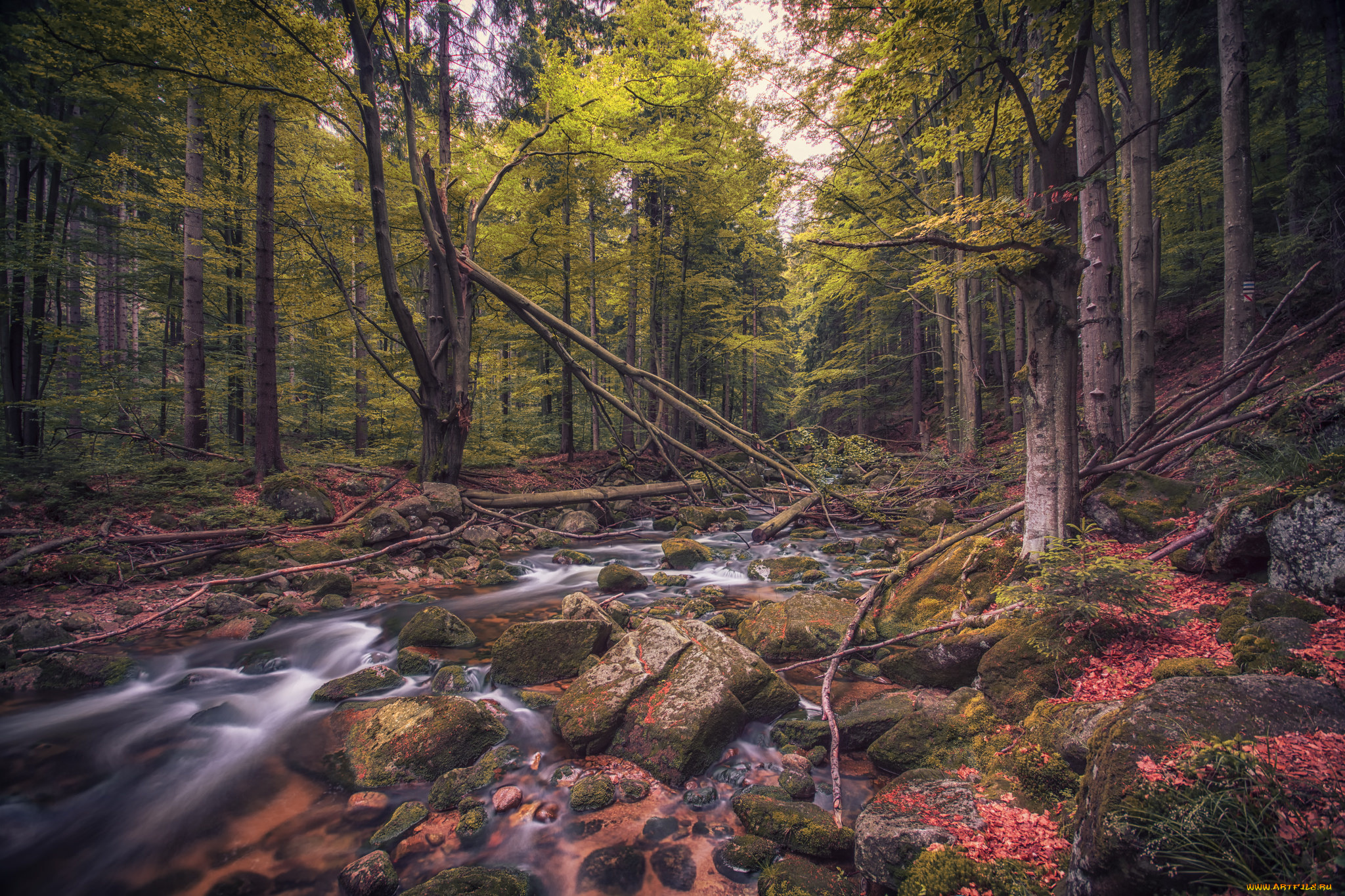 природа, реки, озера, лес, река