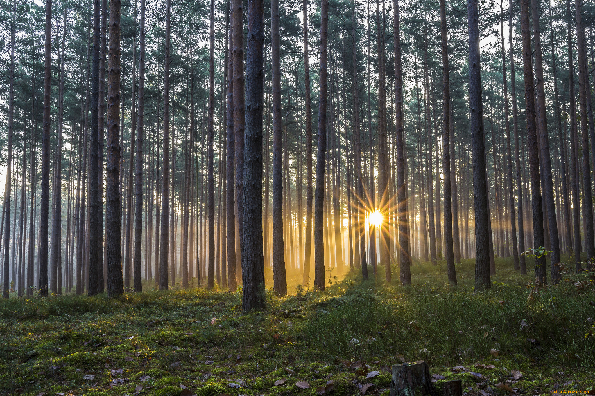 природа, восходы, закаты, стволы, сияние