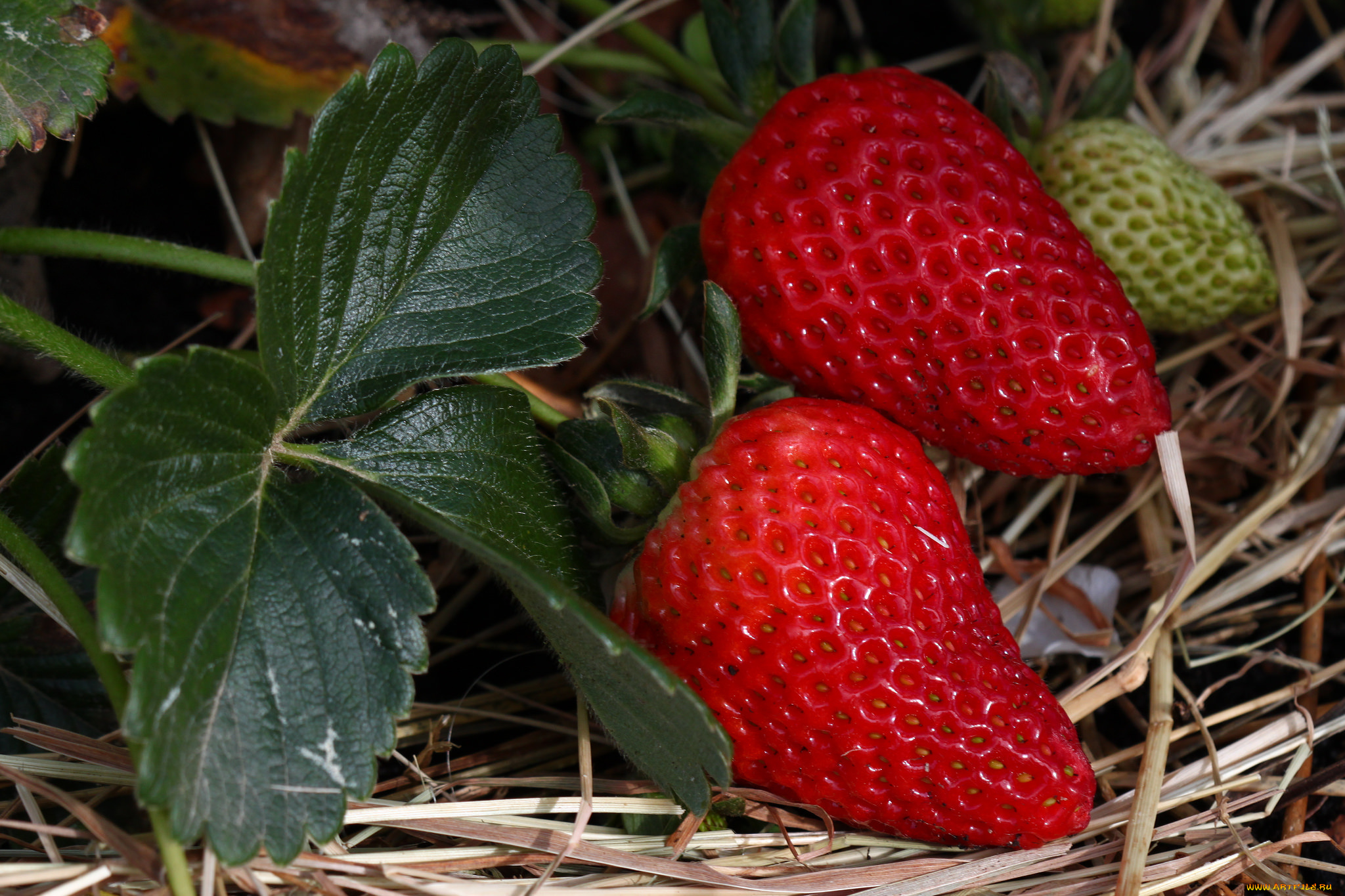 природа, Ягоды, земляничка