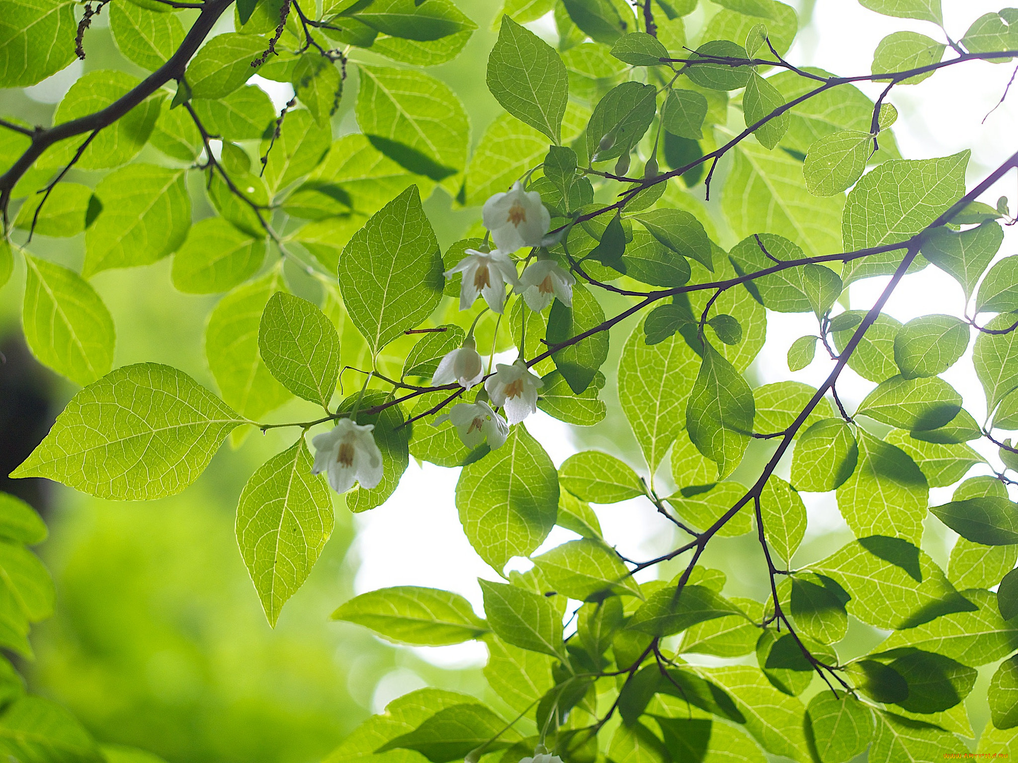 природа, листья