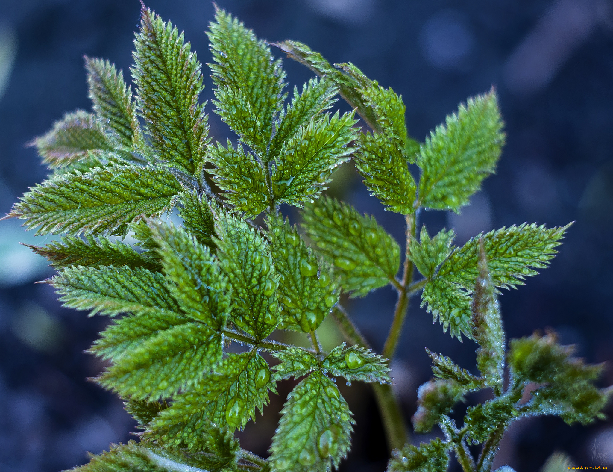 природа, листья, роса, макро