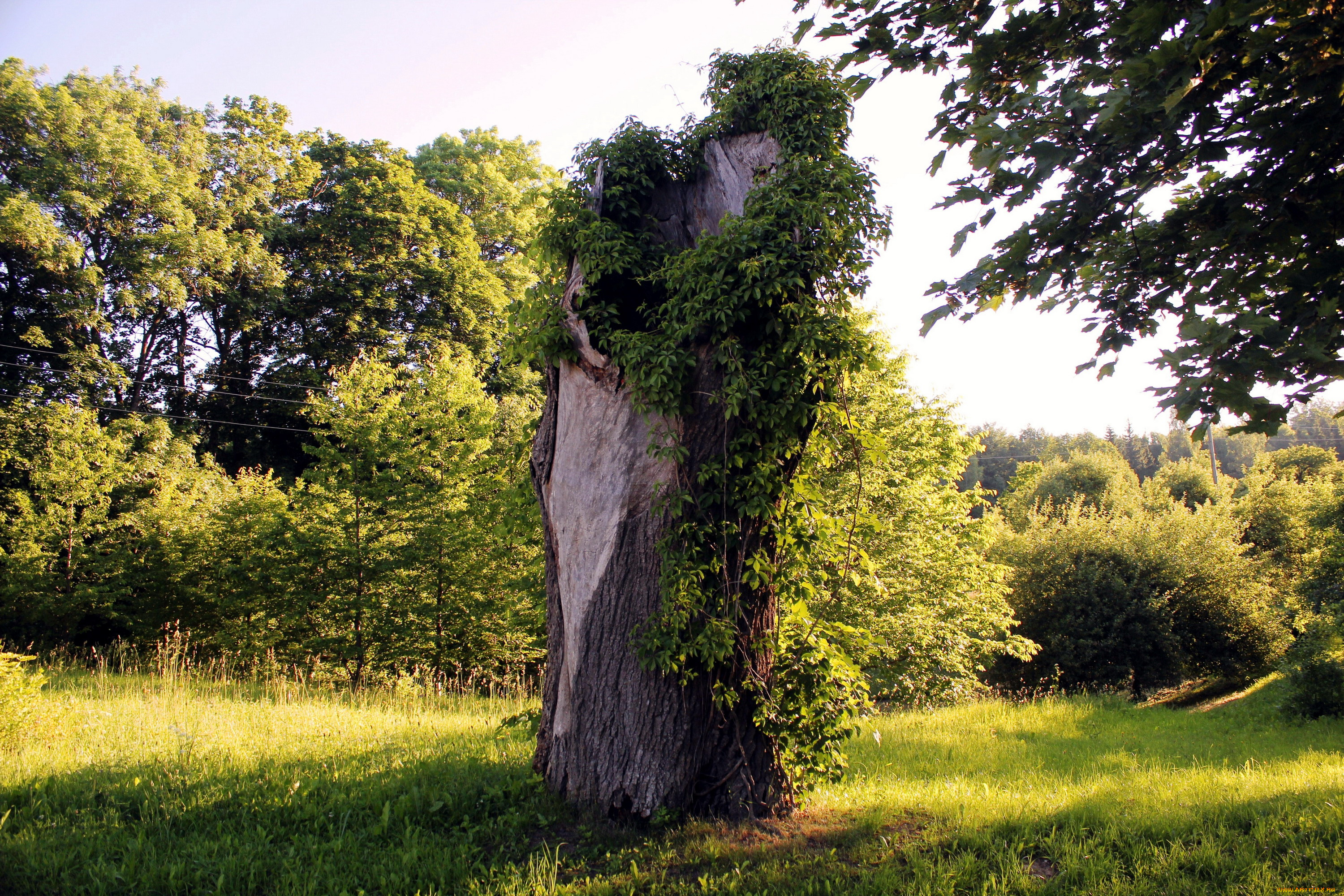 природа, деревья, ствол