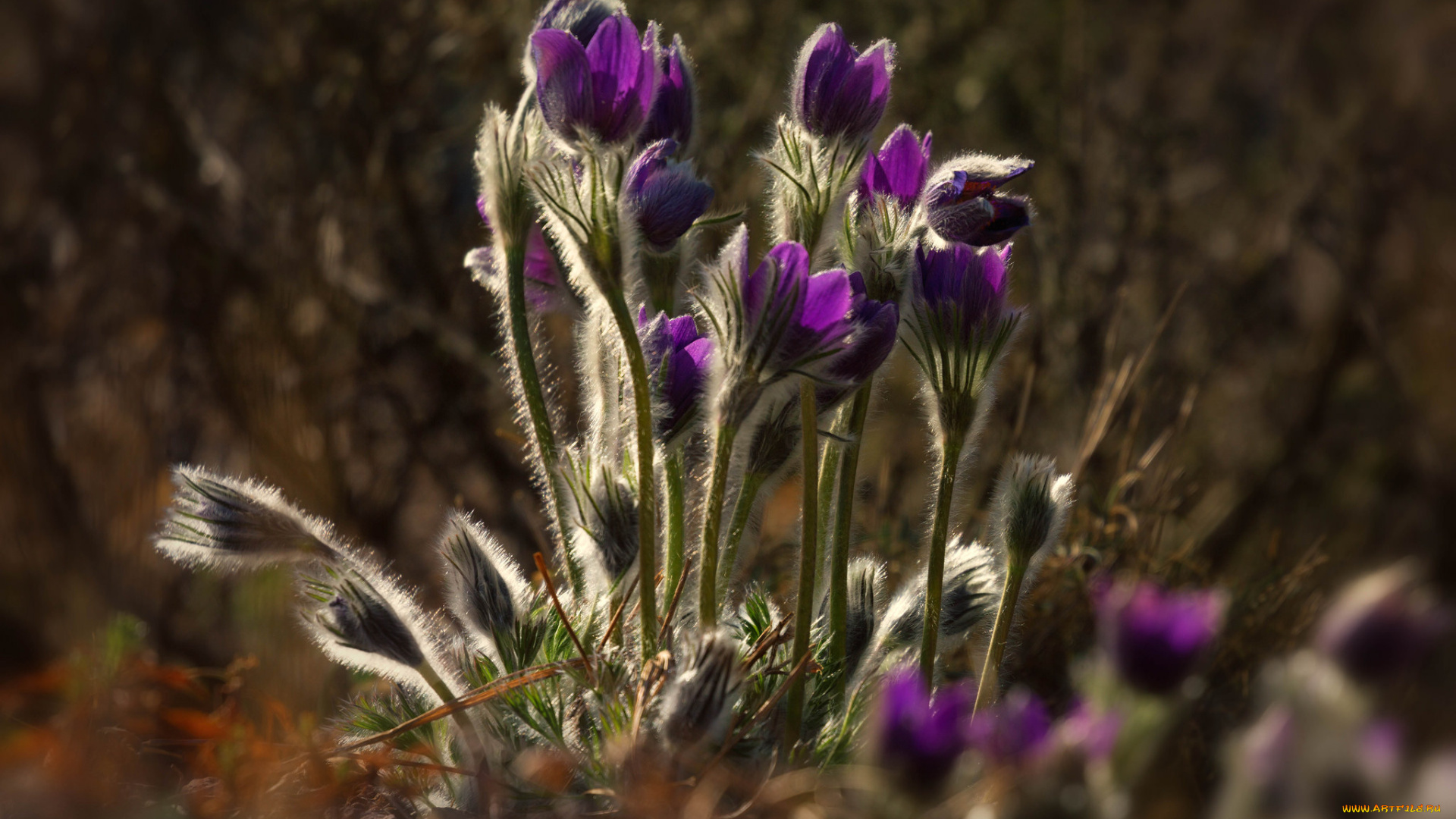 цветы, анемоны, , сон-трава, сон, трава, цветение, листья, весна