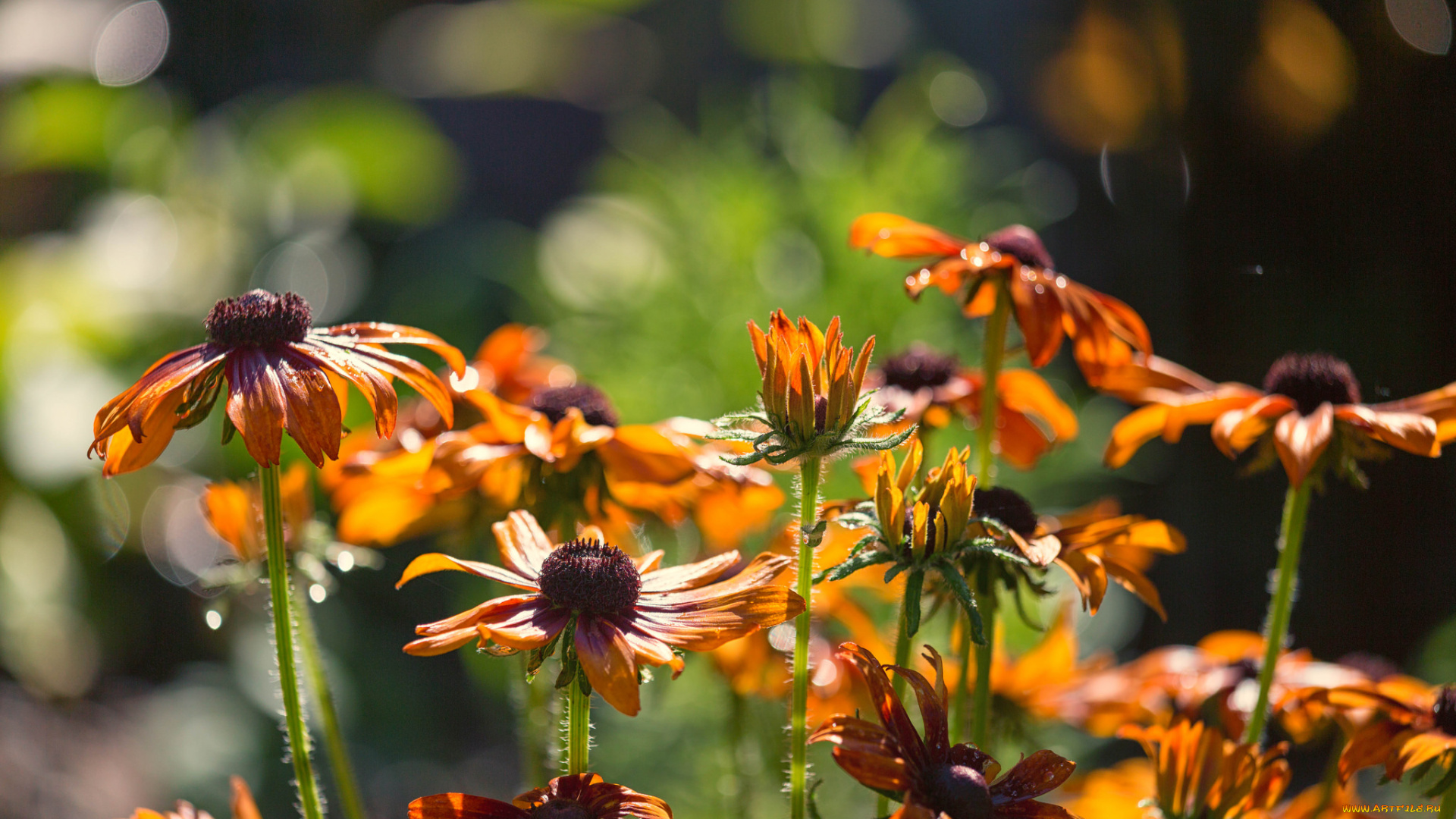 цветы, цветение, лепестки, кусты, лето