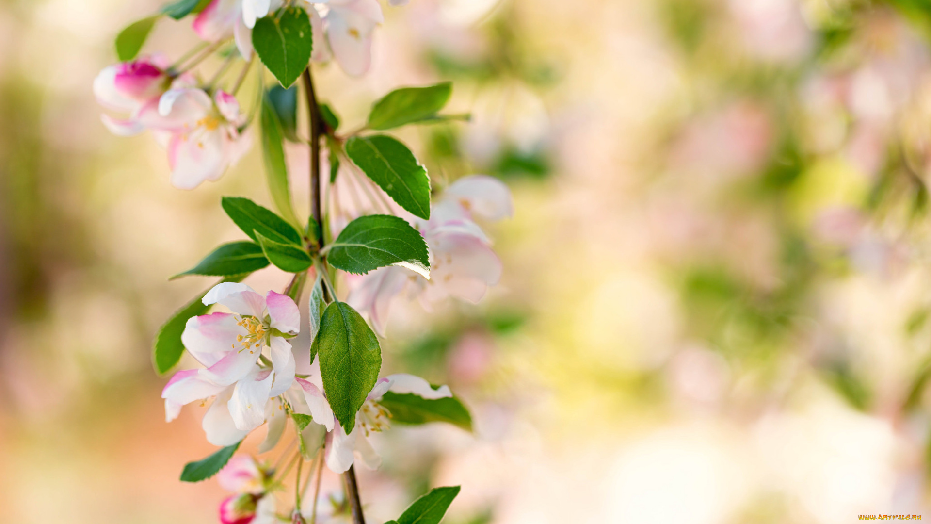 цветы, цветущие, деревья, , , кустарники, ветка, листья, цветок, розовая, цветение, нежность