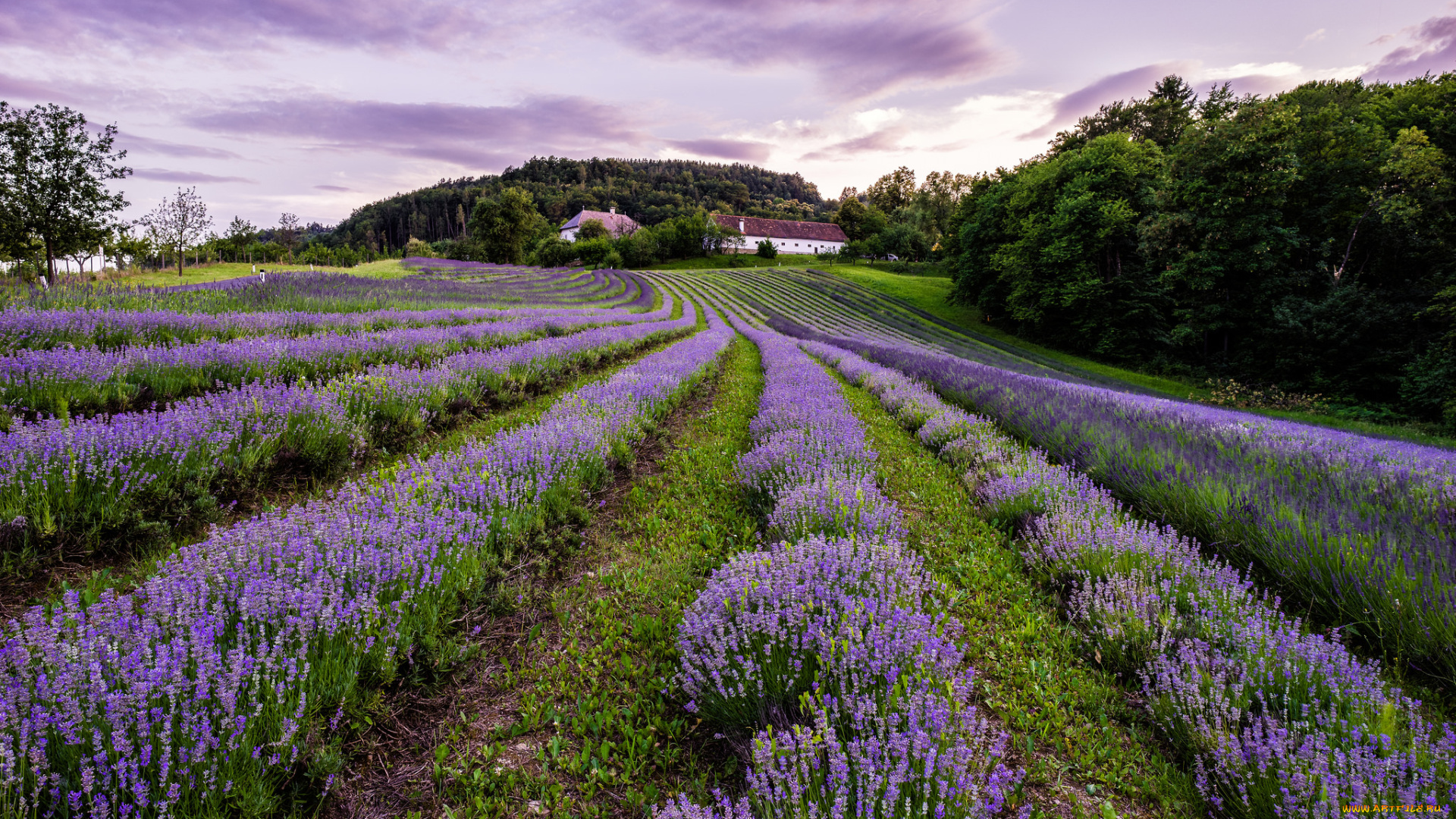 цветы, лаванда, поле, валансоль, france, франция, valensole