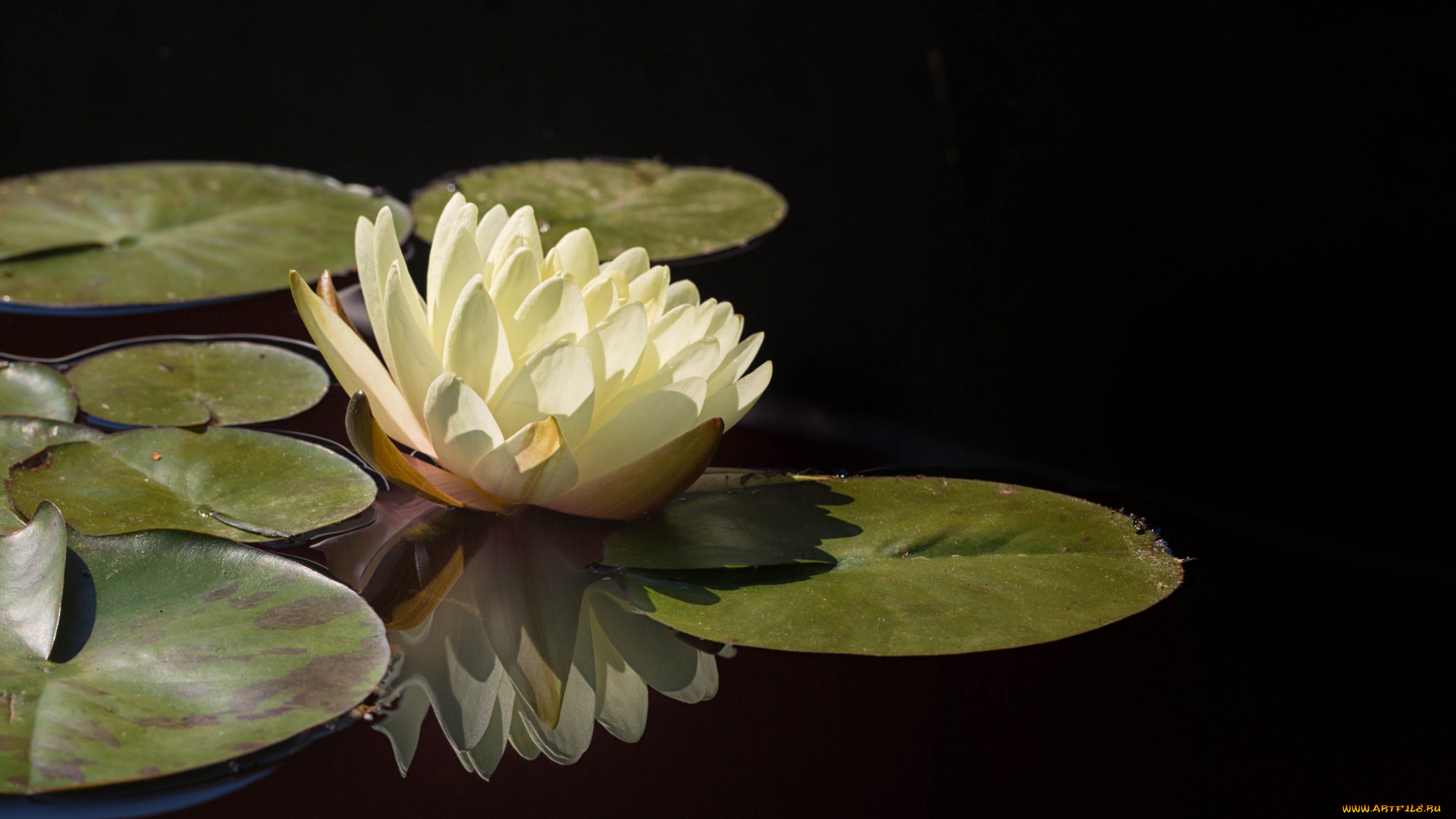 цветы, лилии, водяные, , нимфеи, , кувшинки, вода, листья, водяные, лилии