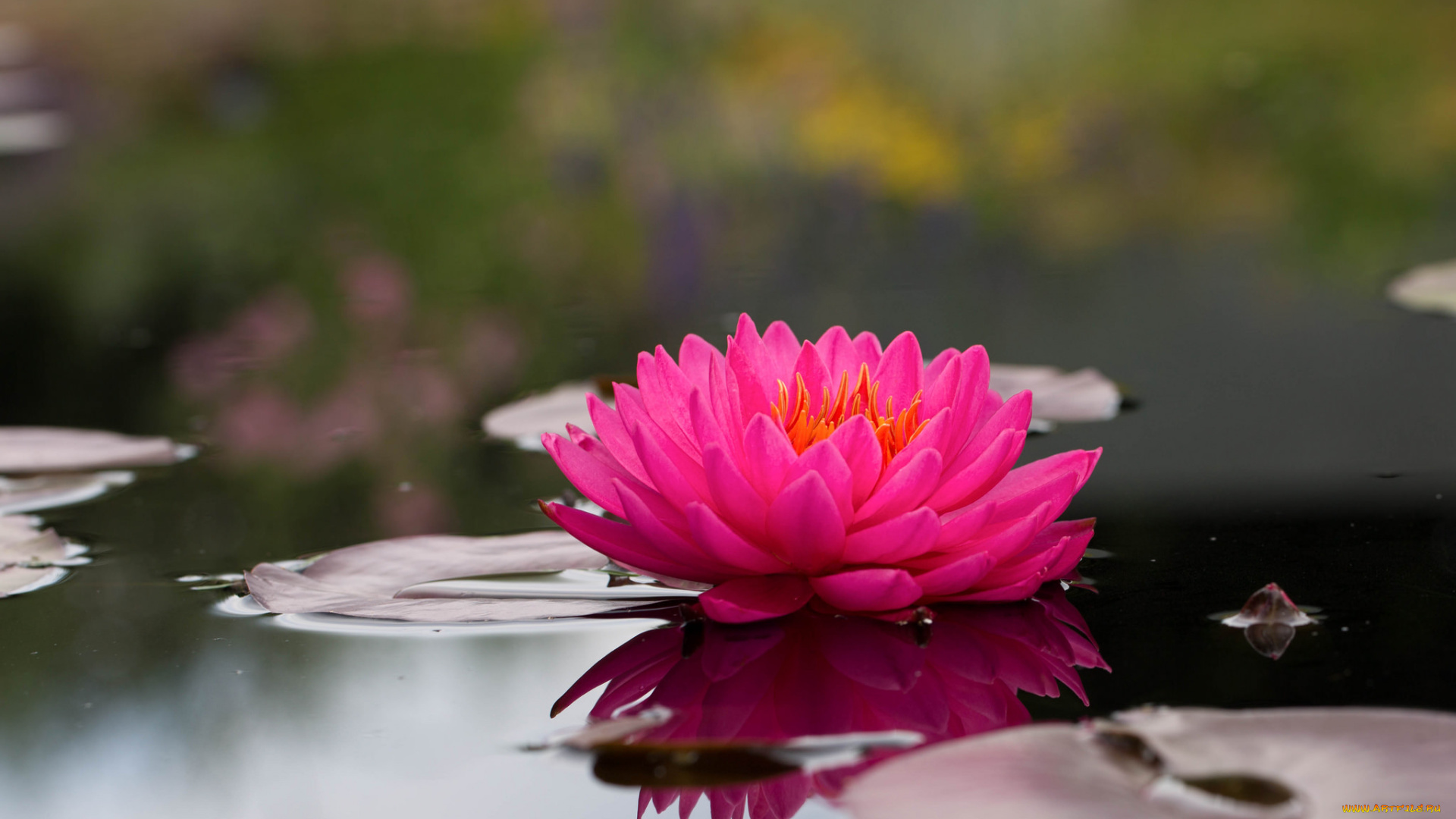 цветы, лилии, водяные, , нимфеи, , кувшинки, вода, листья, водяные, лилии