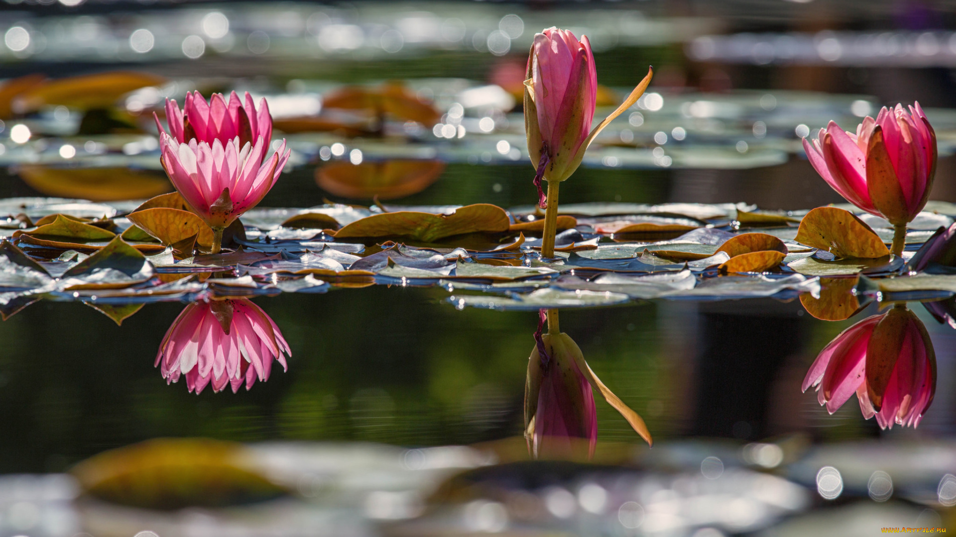 цветы, лилии, водяные, , нимфеи, , кувшинки, вода, листья, кувшинки, шары
