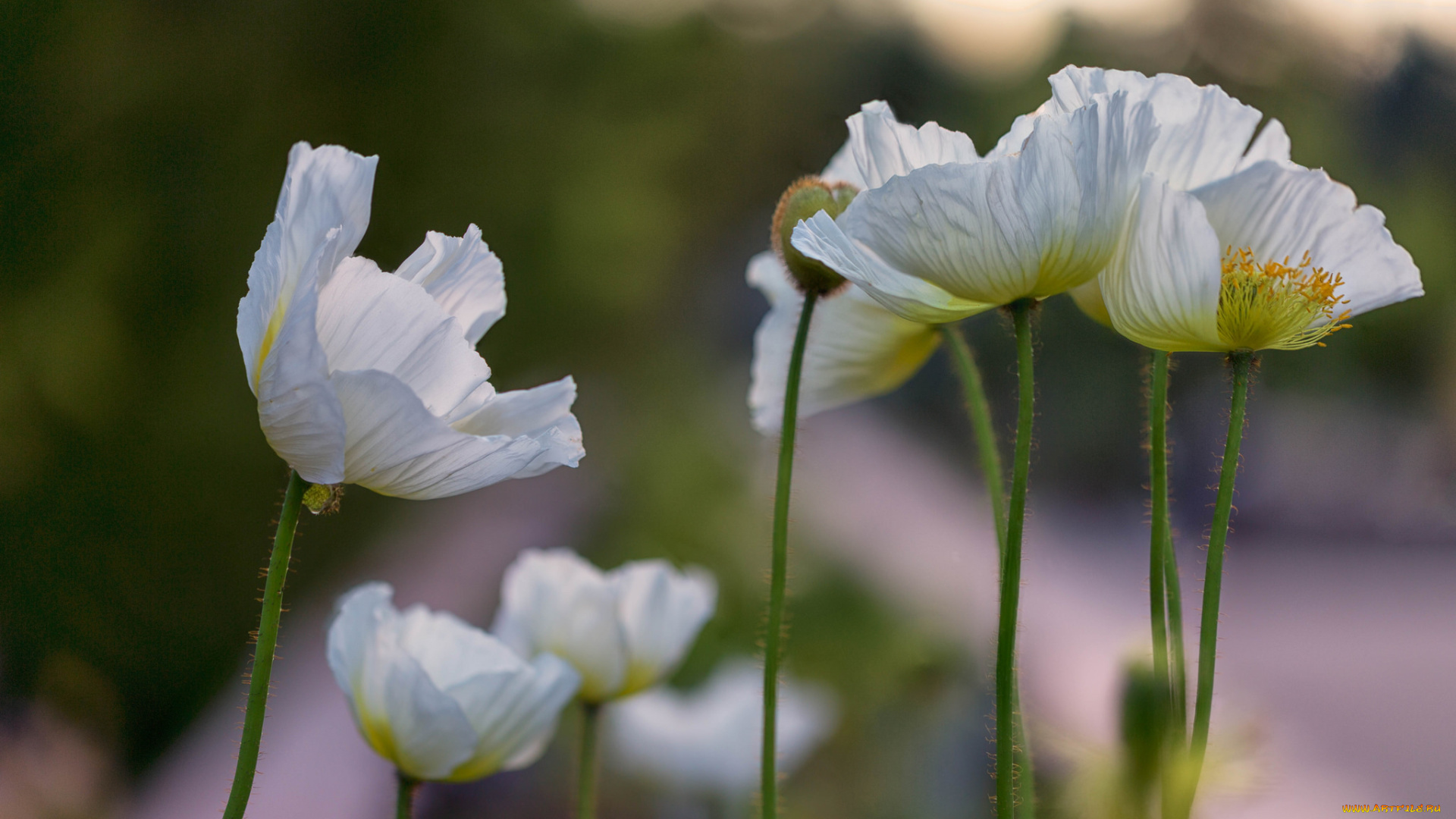 цветы, маки, мак, цветение, цвет, цветок