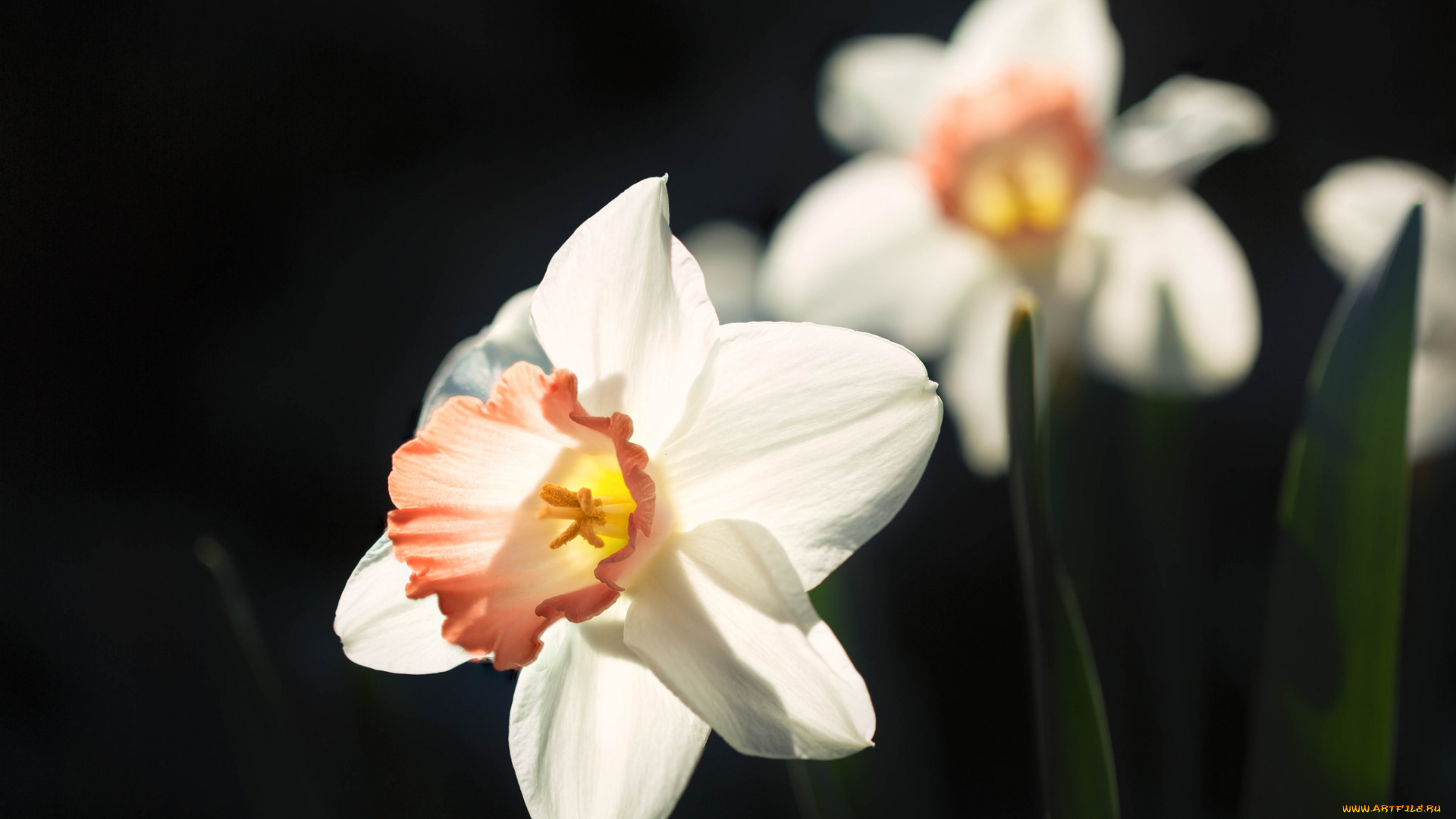 цветы, нарциссы, цветение, лепестки