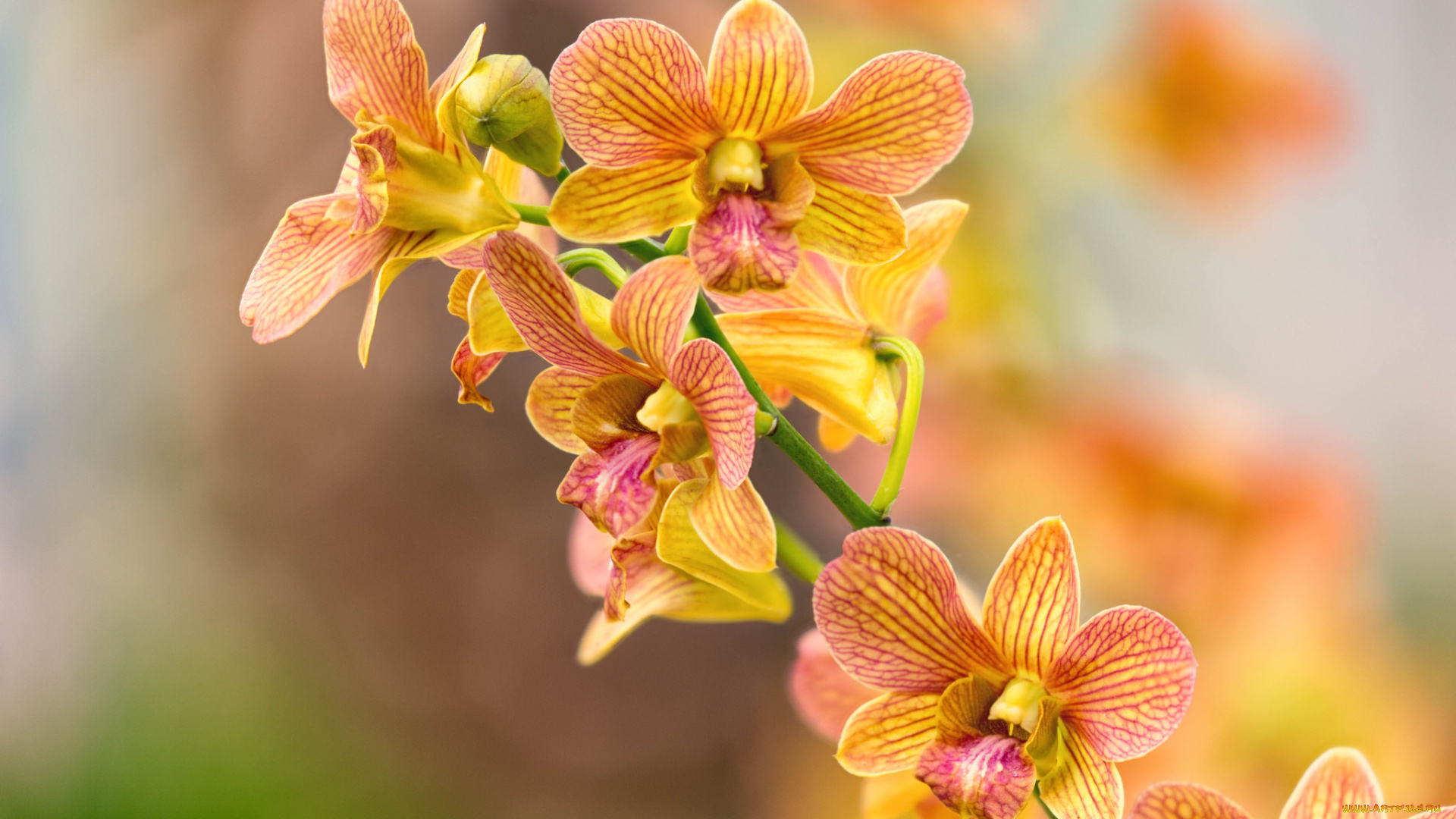 цветы, орхидеи, цветение, orchids, flowering, flowers