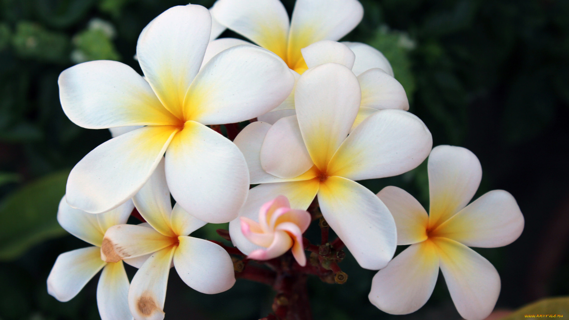 цветы, плюмерия, цветение, листья