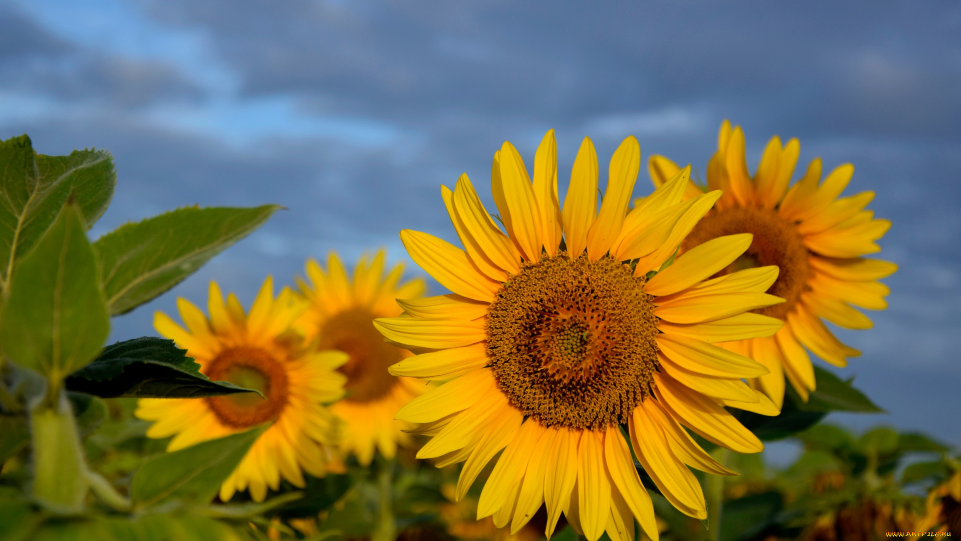 цветы, подсолнухи, поле, лето