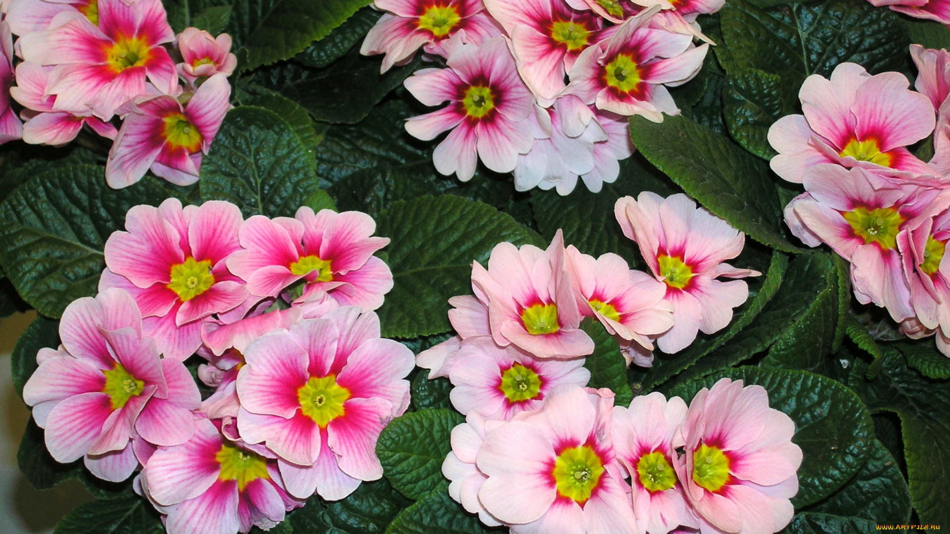 цветы, примулы, розовый, цвет