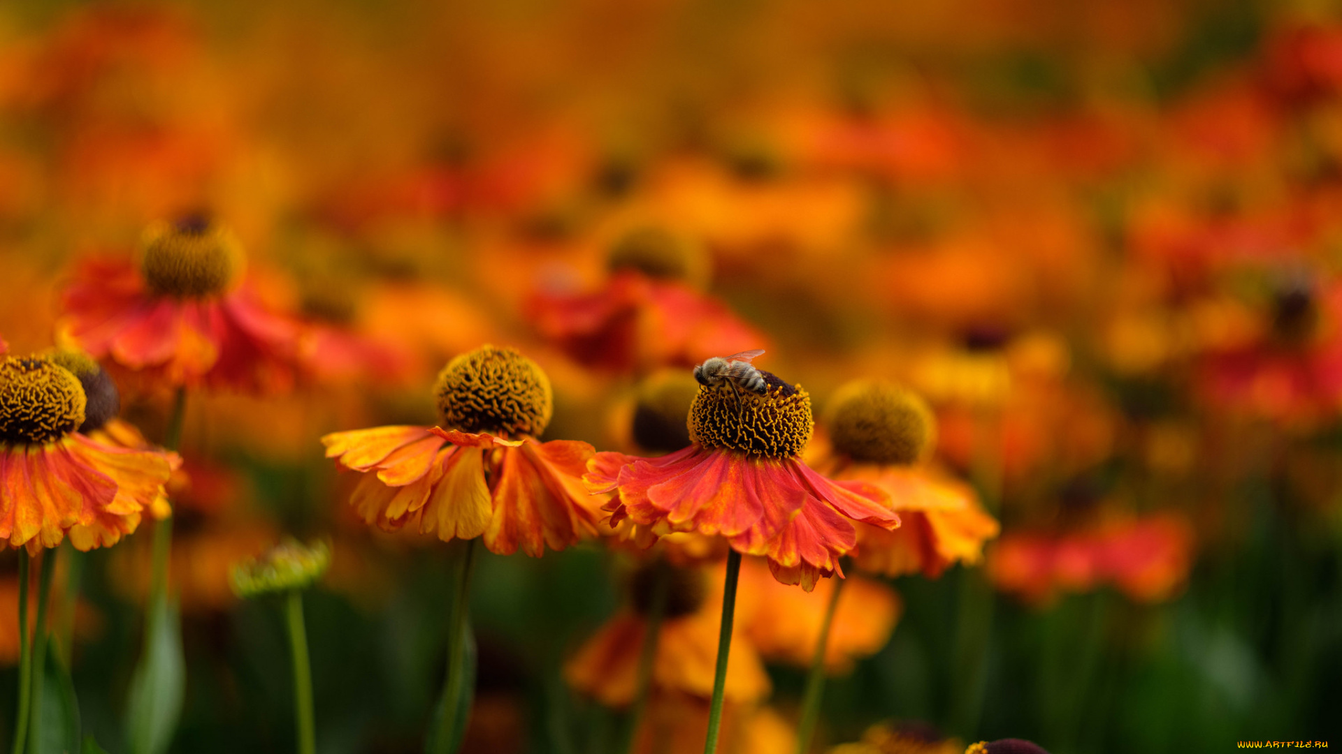 цветы, ярко, цветение