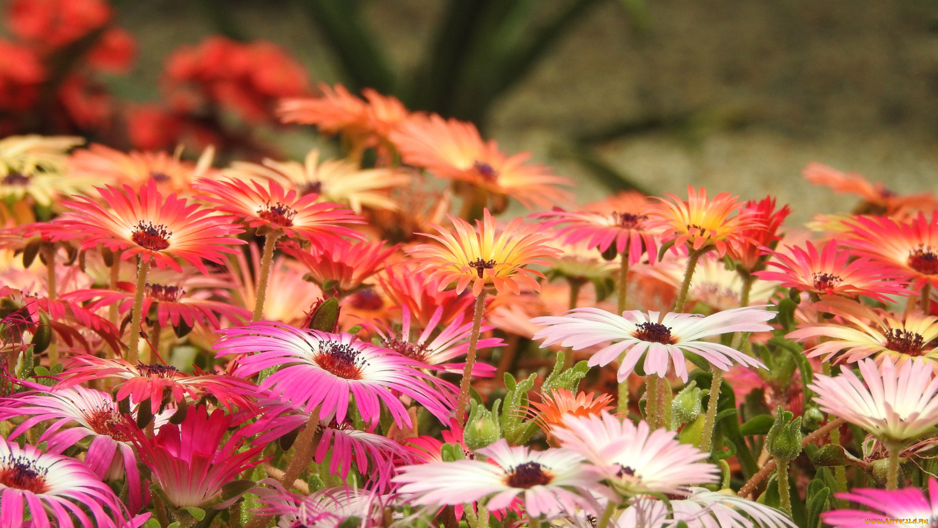 цветы, желтый, цветок, бутон, лепестки, цветение