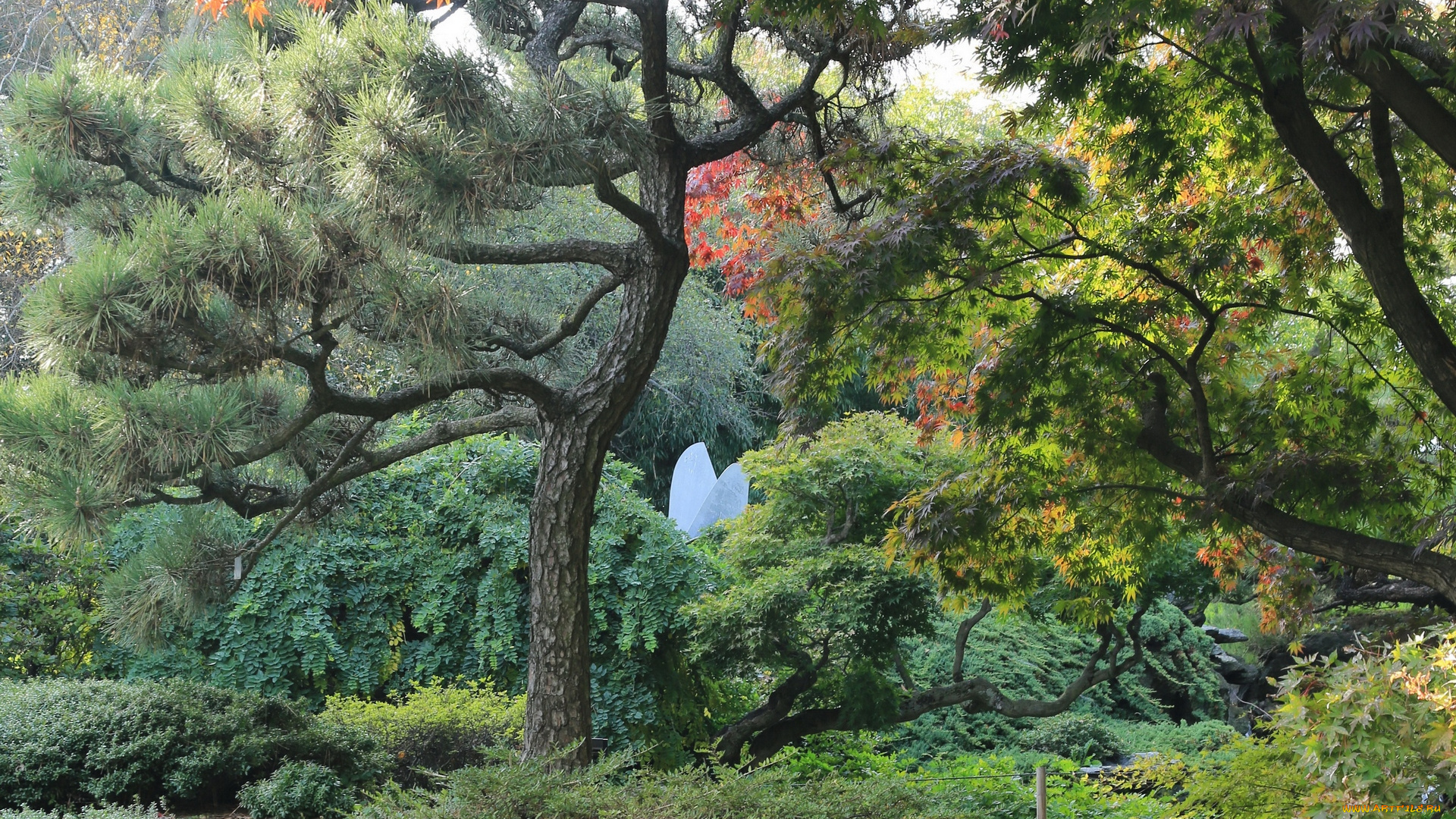 природа, деревья, растения, кустарники