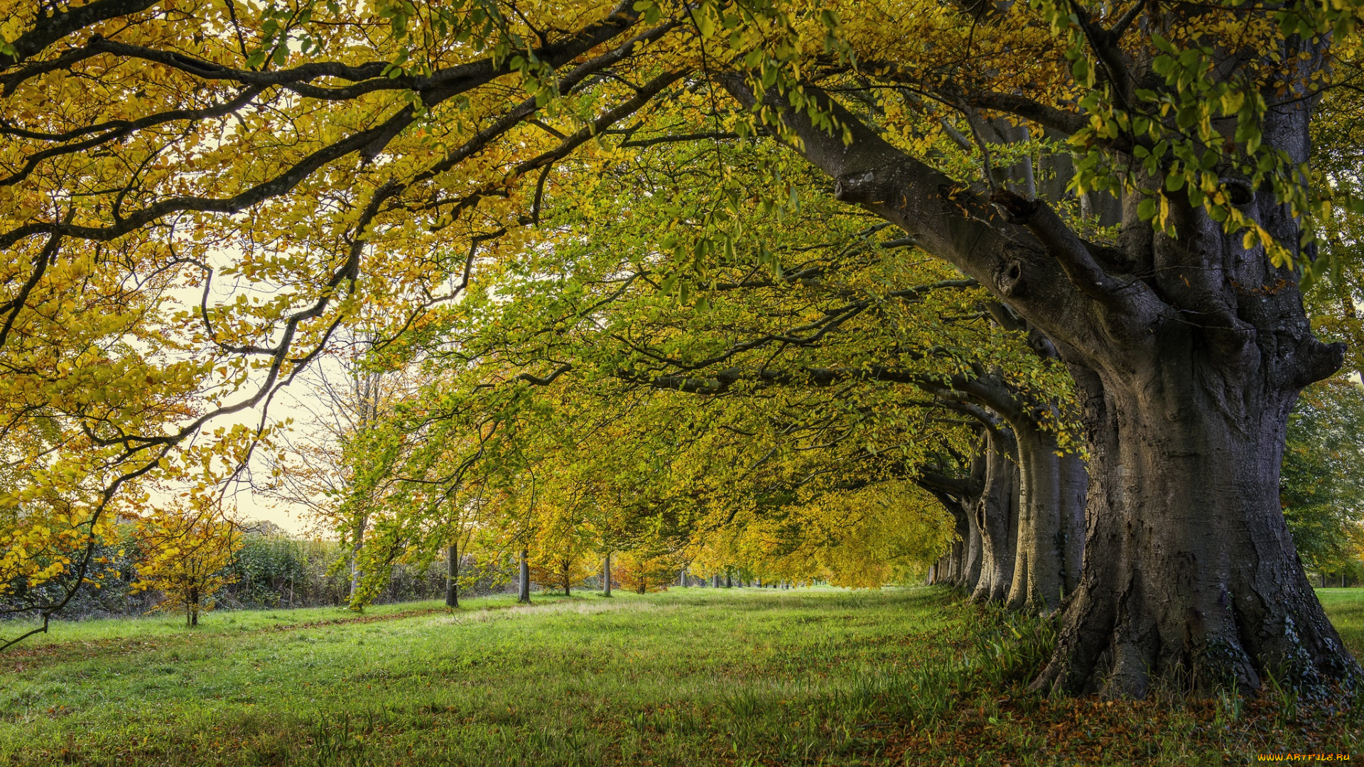 природа, лес, простор
