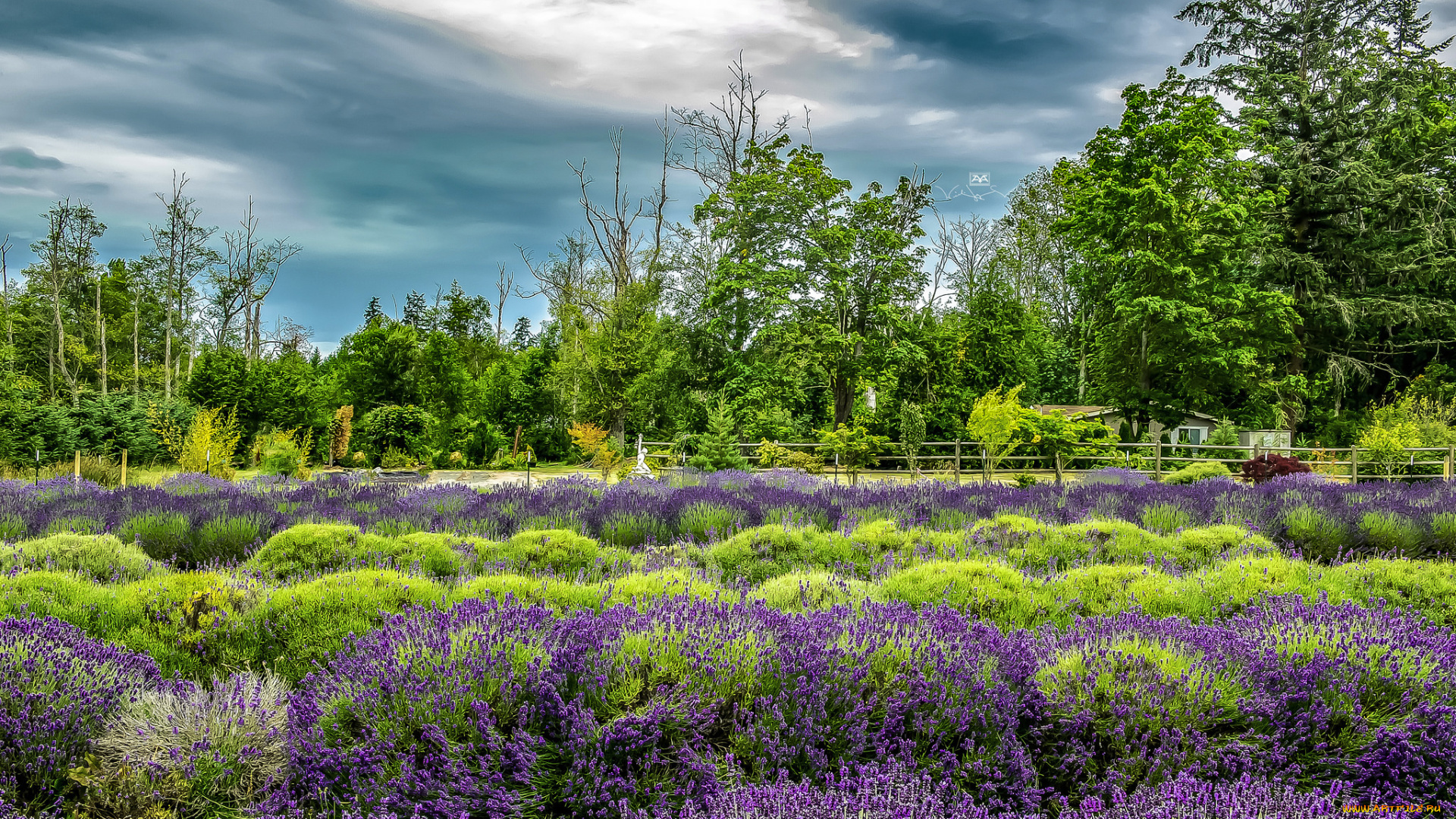 природа, луга, простор