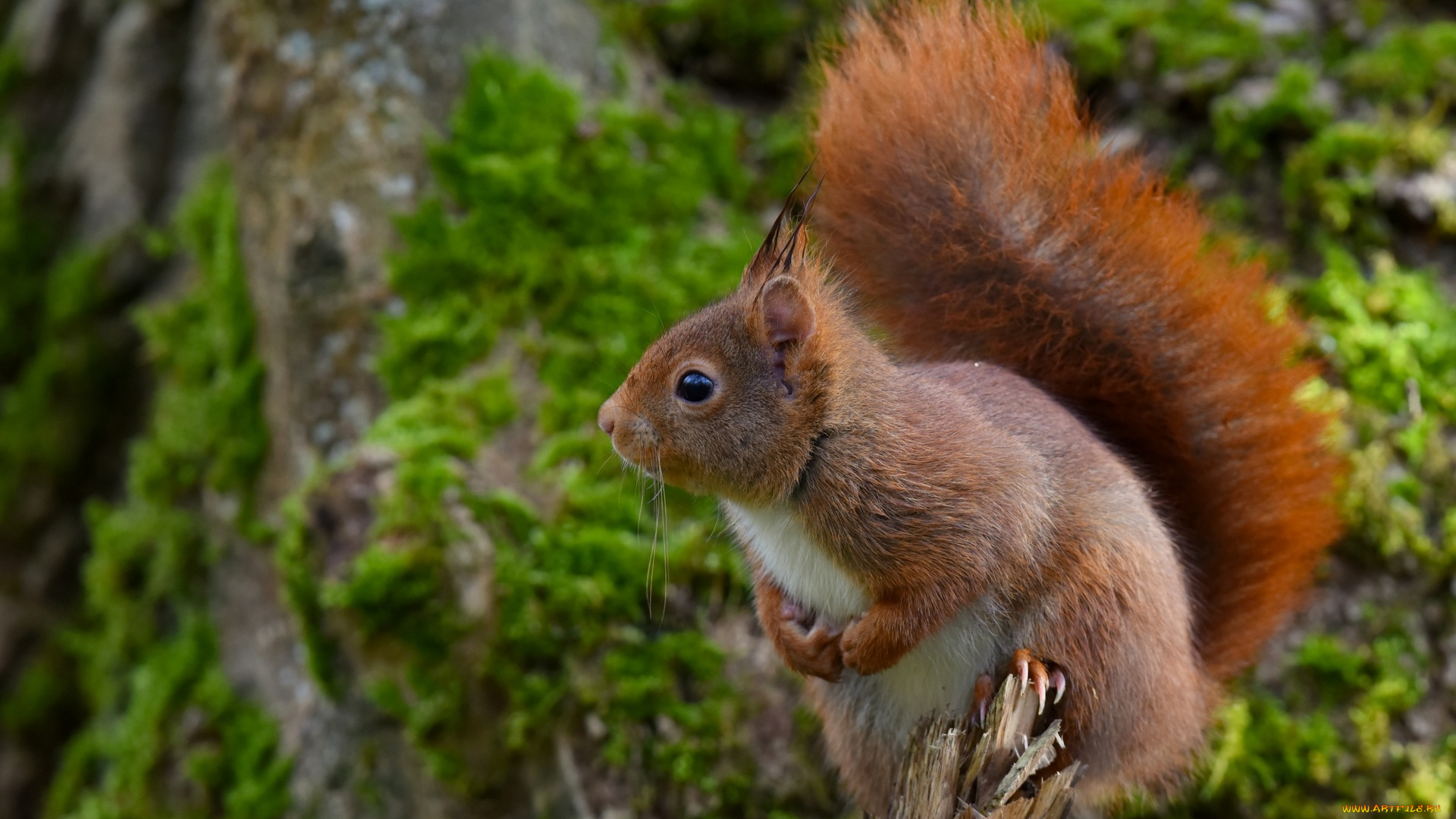 животные, белки, анфас