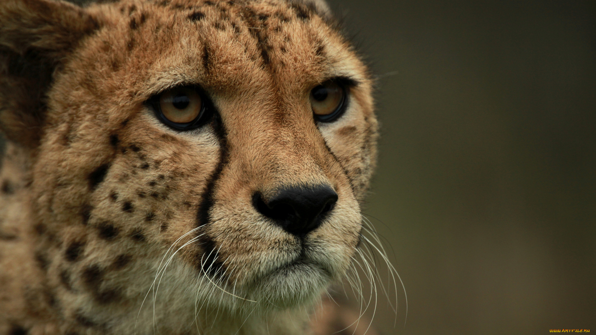 животные, гепарды, профиль