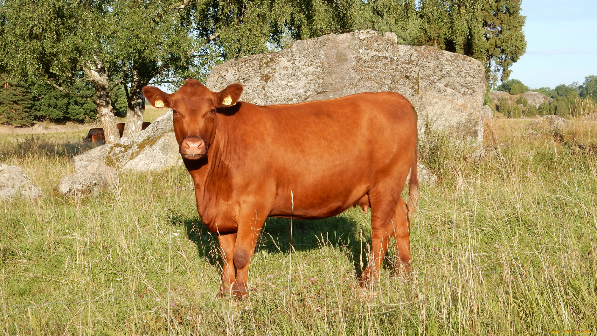 животные, коровы, , буйволы, трава, камень, деревья