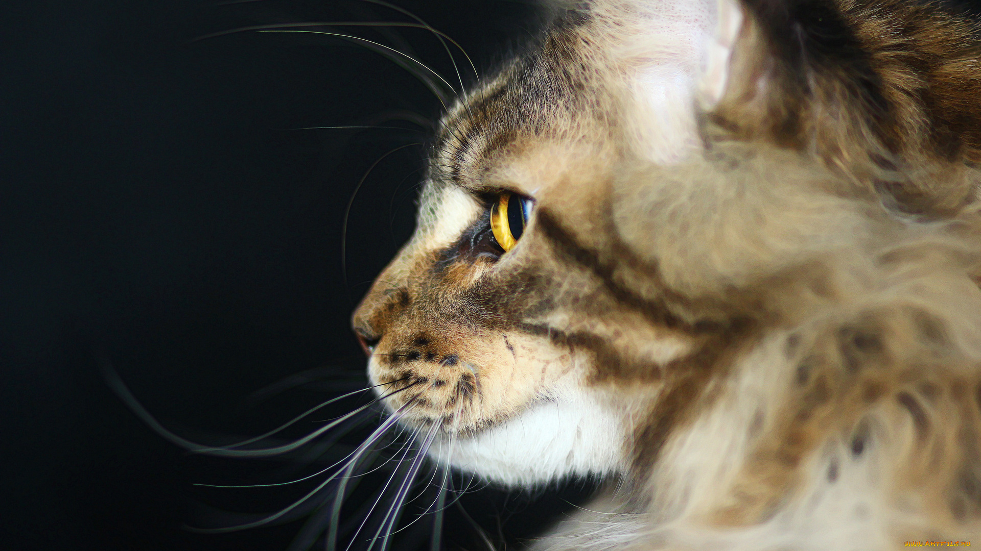 животные, коты, анфас