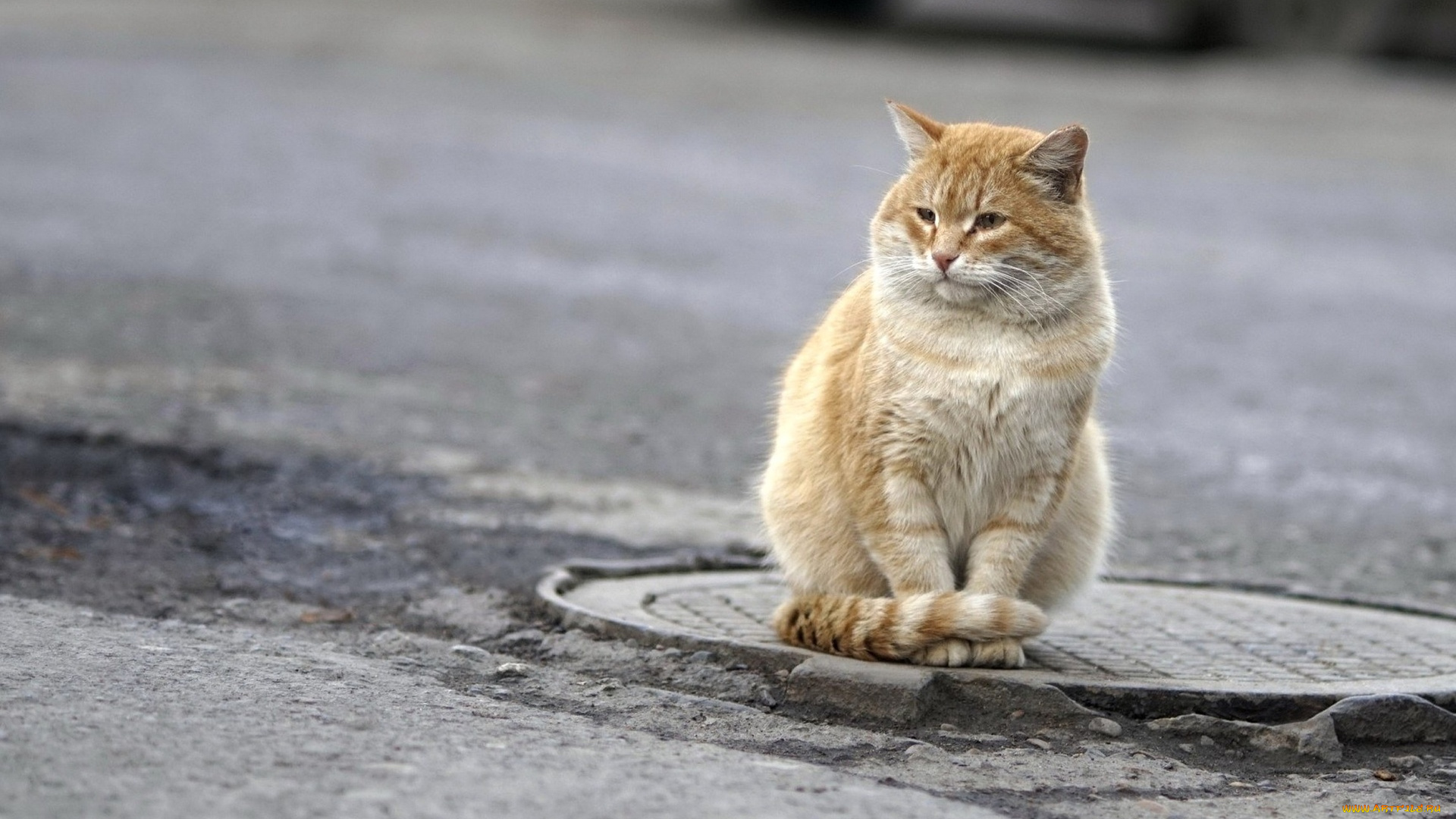 животные, коты, асфальт, люк