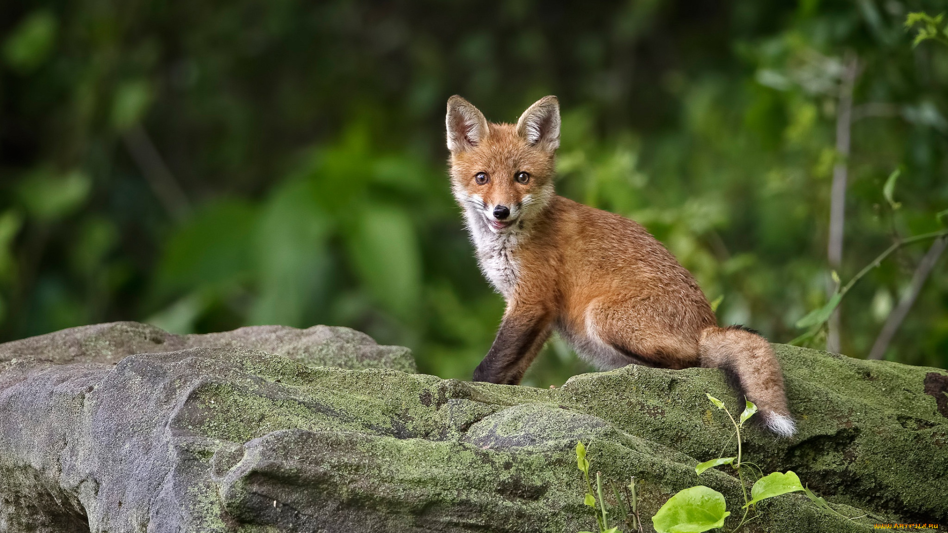 животные, лисы, камень, улыбка, лиса, лисёнок