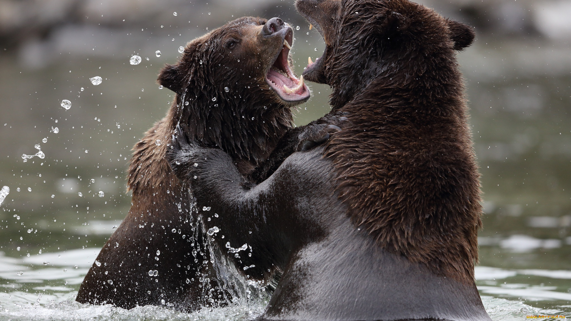 животные, медведи, водоем, брызги, двое