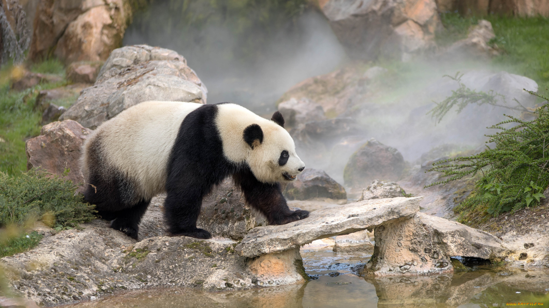 животные, панды, панда, окрас, шерсть, лапы, животное, мишка