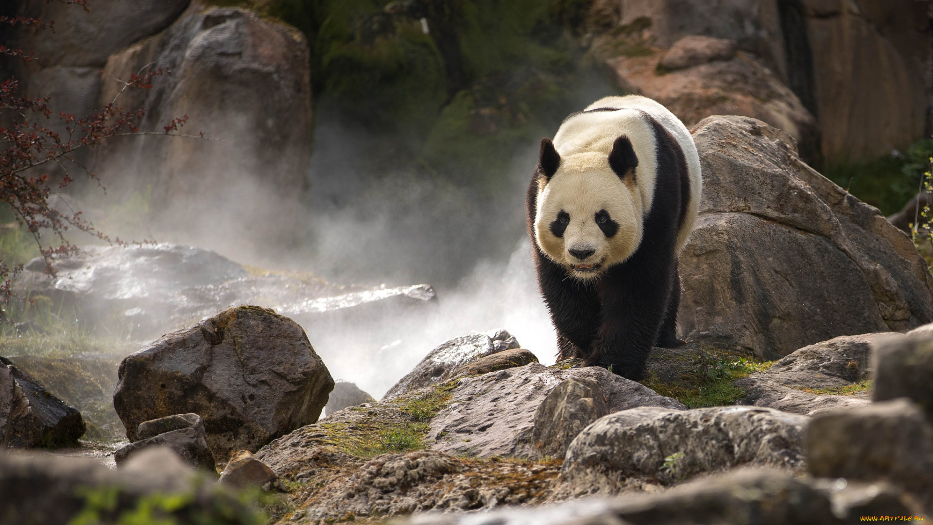 животные, панды, панда, окрас, шкура, мишка, животное