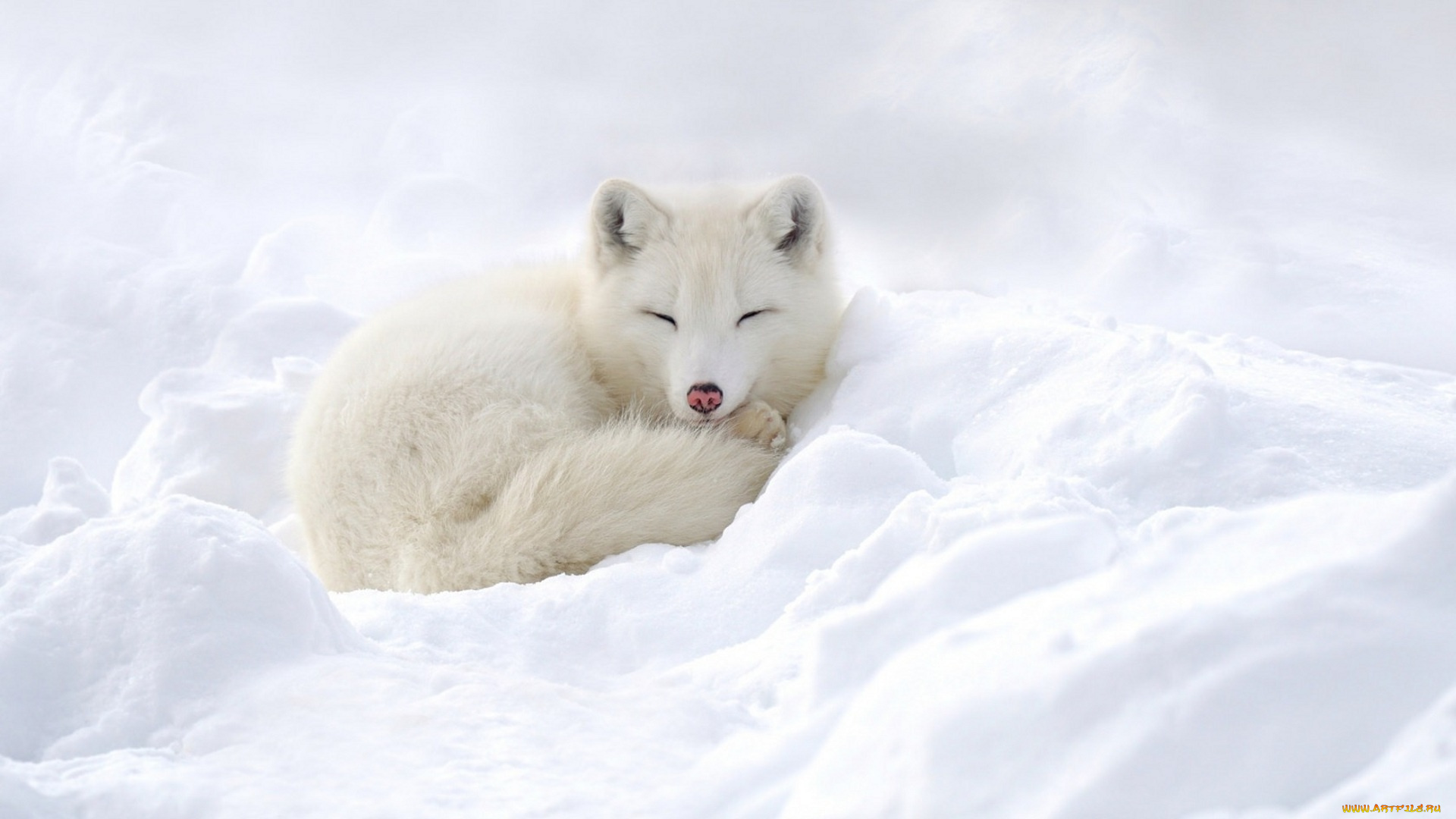 животные, песцы, песец, нос, снег